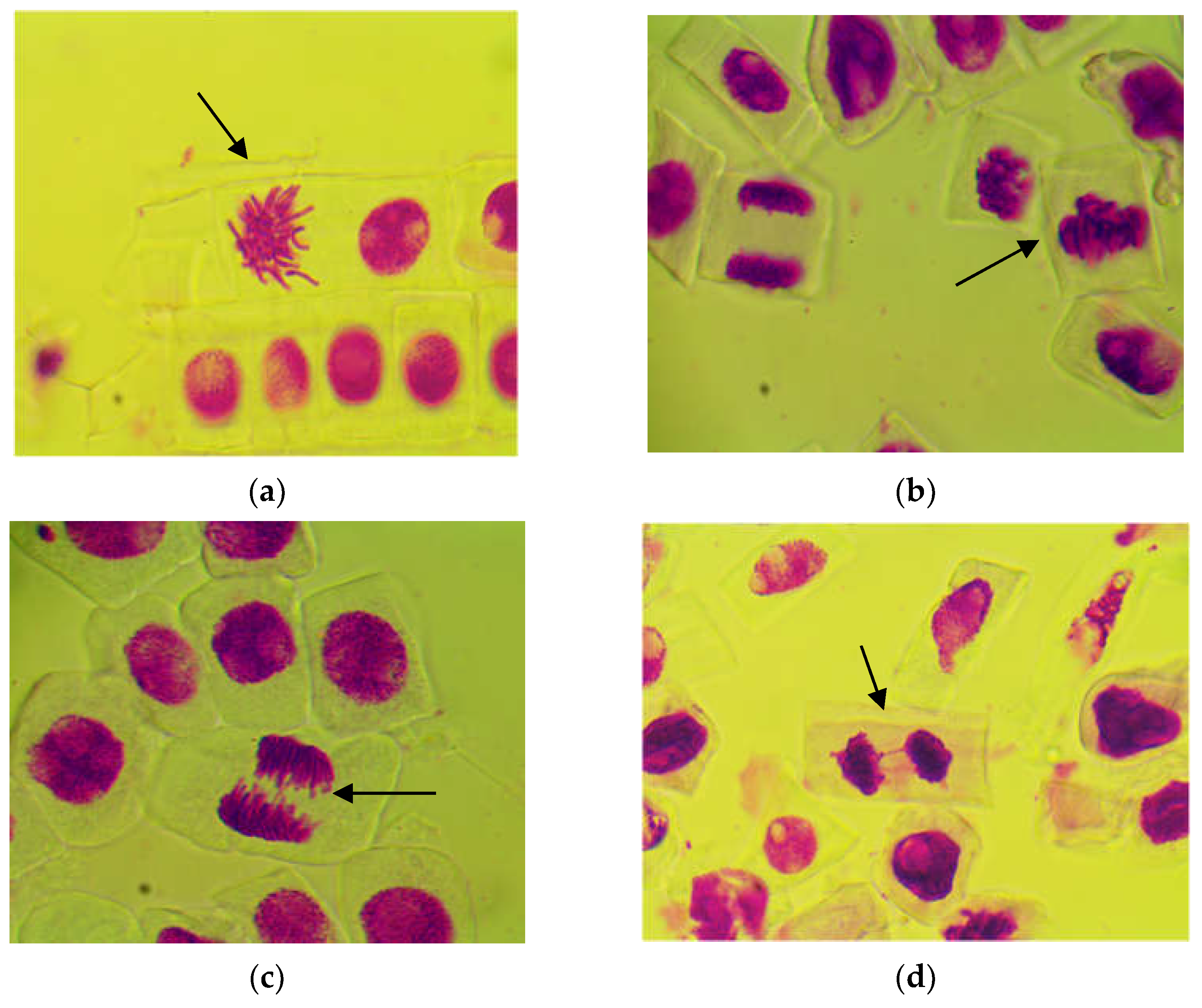 Agronomy 13 00459 g006a