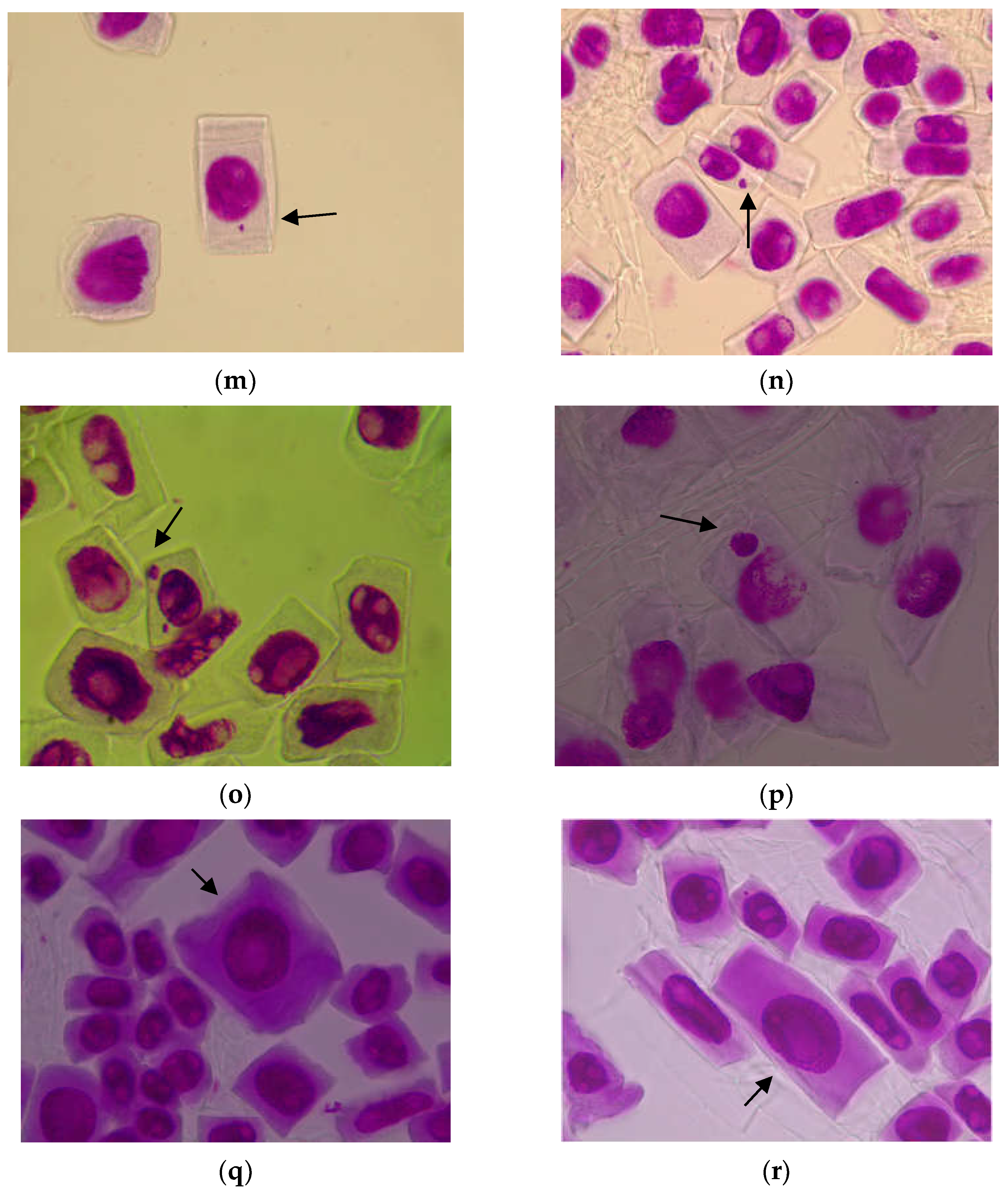 Agronomy 13 00459 g006c