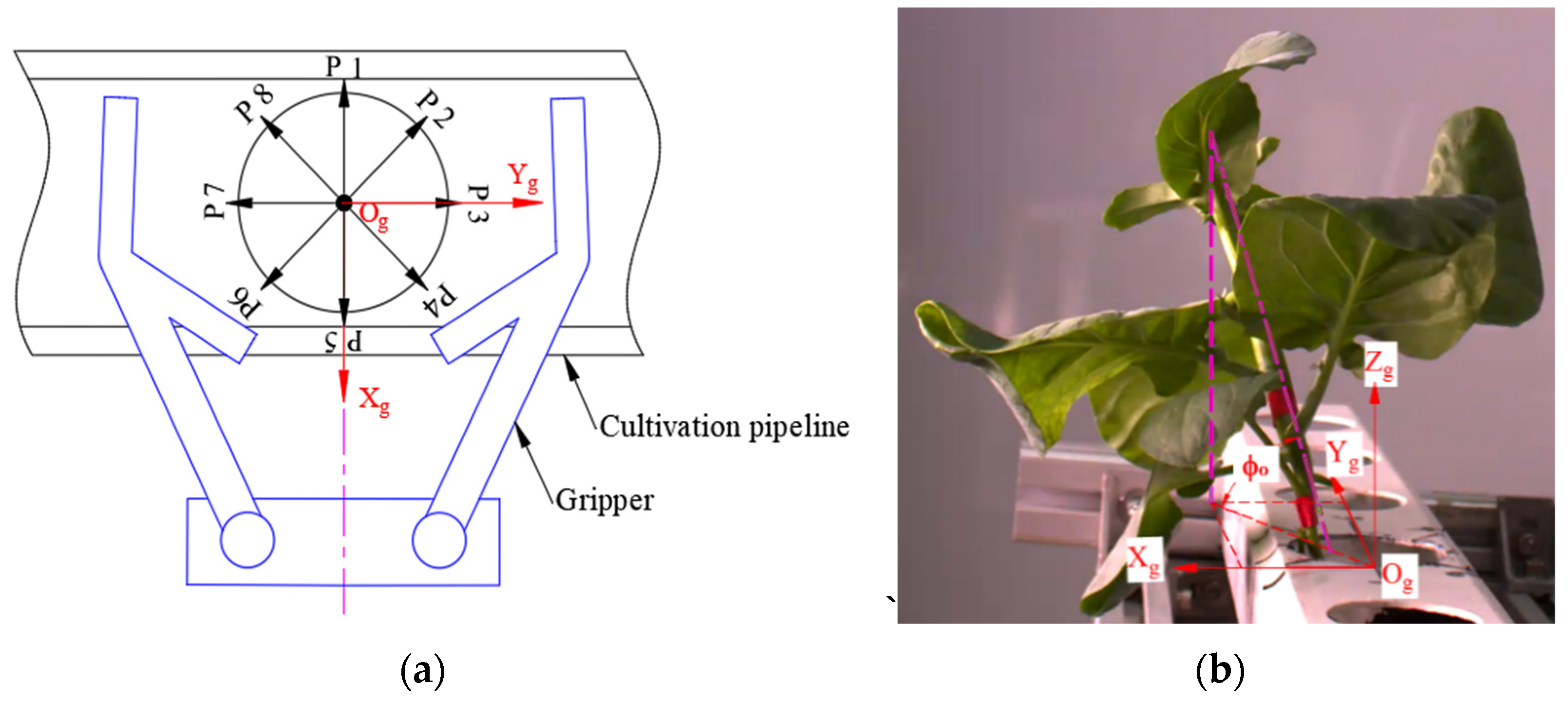 Agronomy 13 00476 g012