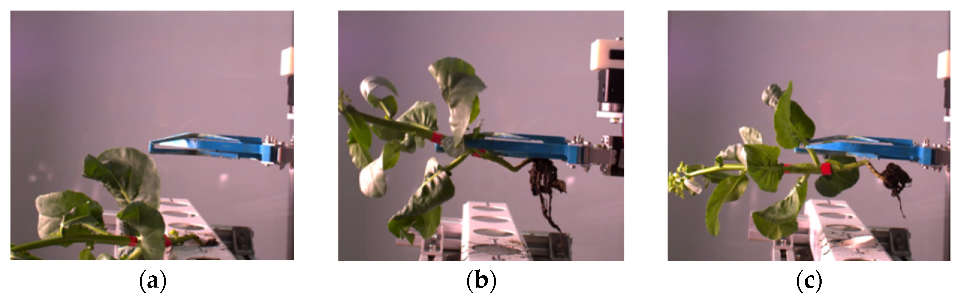 Agronomy 13 00476 g015