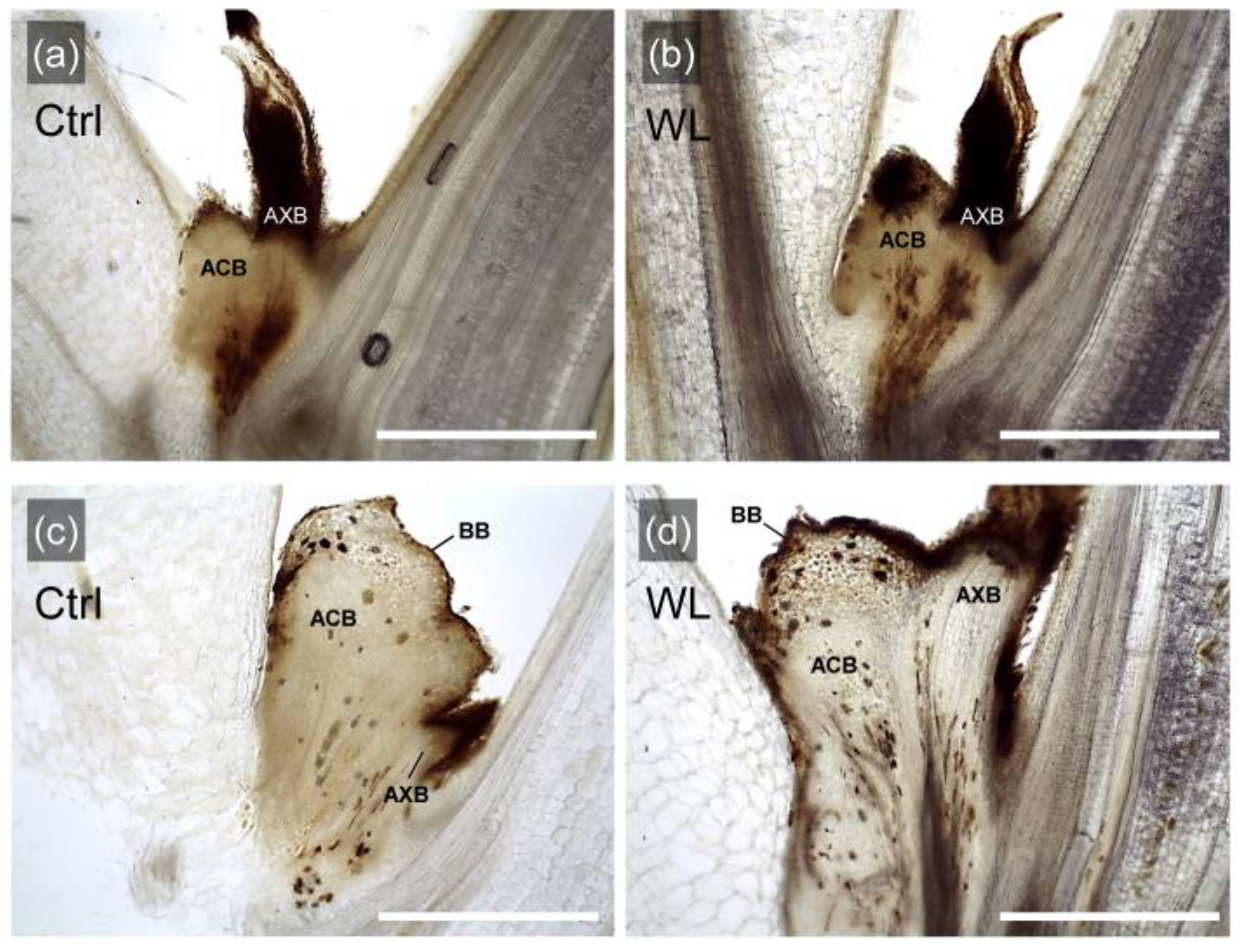 Agronomy 13 00484 g003