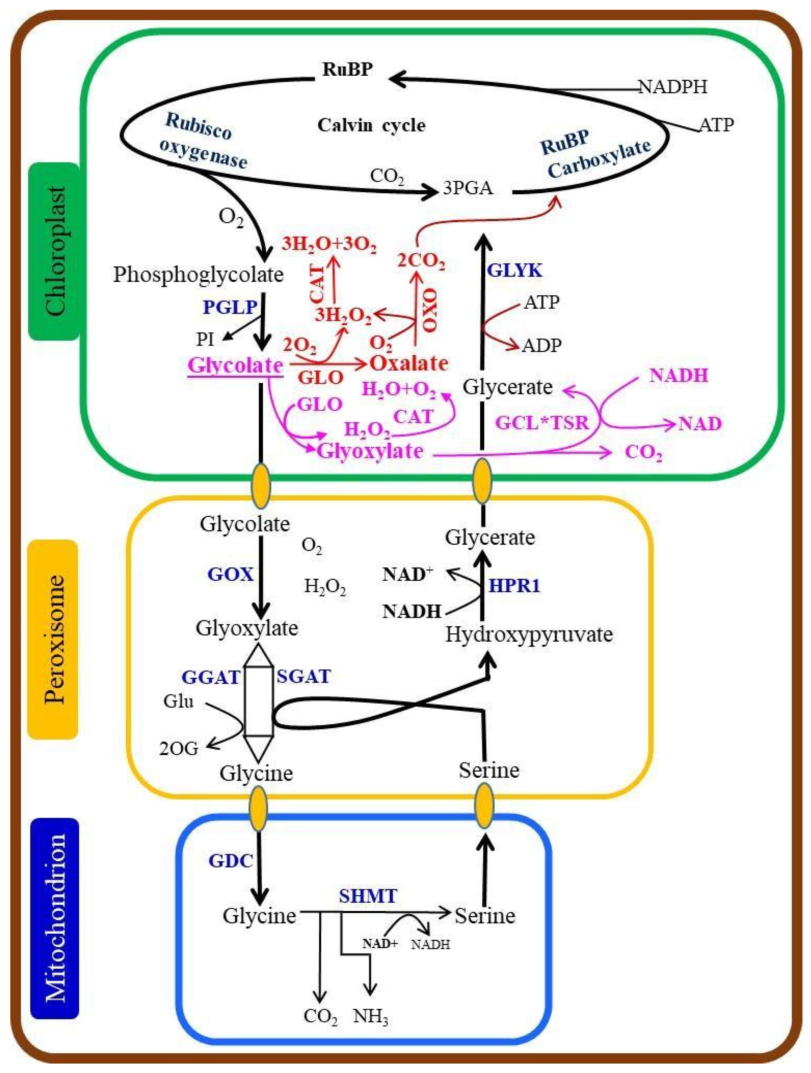 Agronomy 13 00489 g001