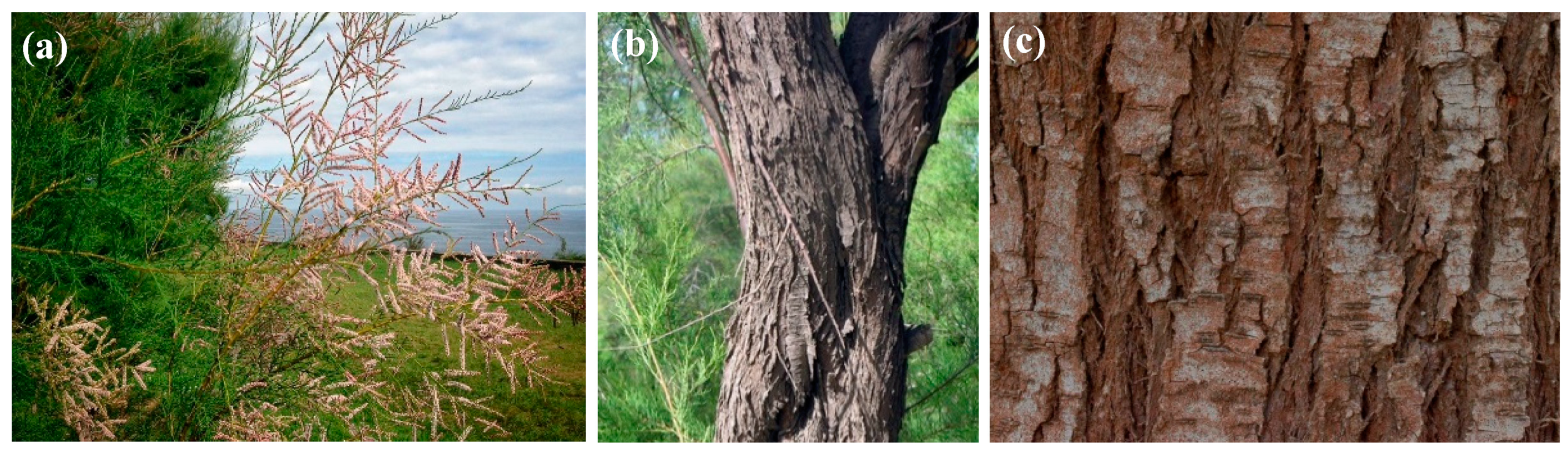 Agronomy 13 00496 g001 Agronomy 13 00496 g001