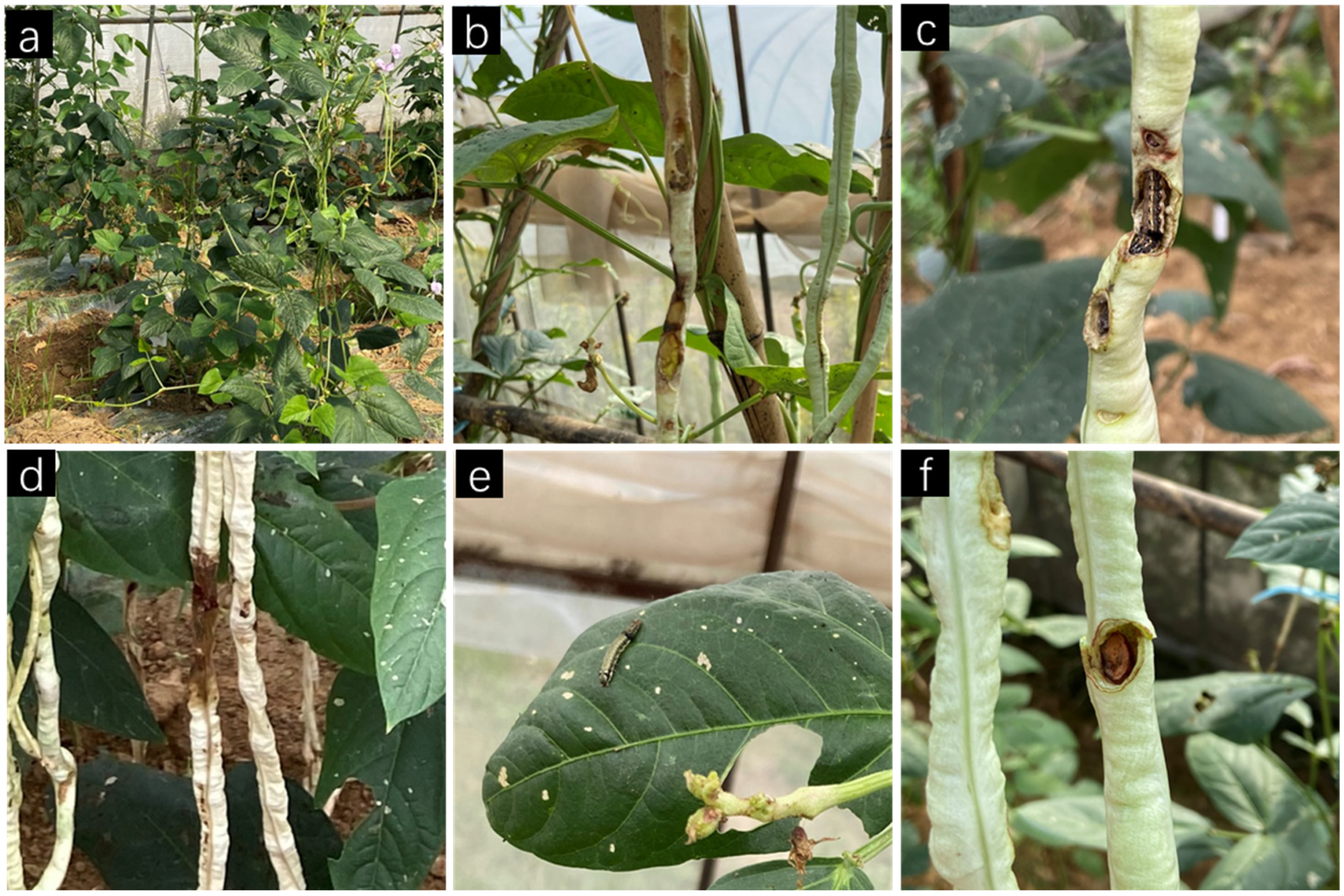 Agronomy 13 00502 g001 Agronomy 13 00502 g001