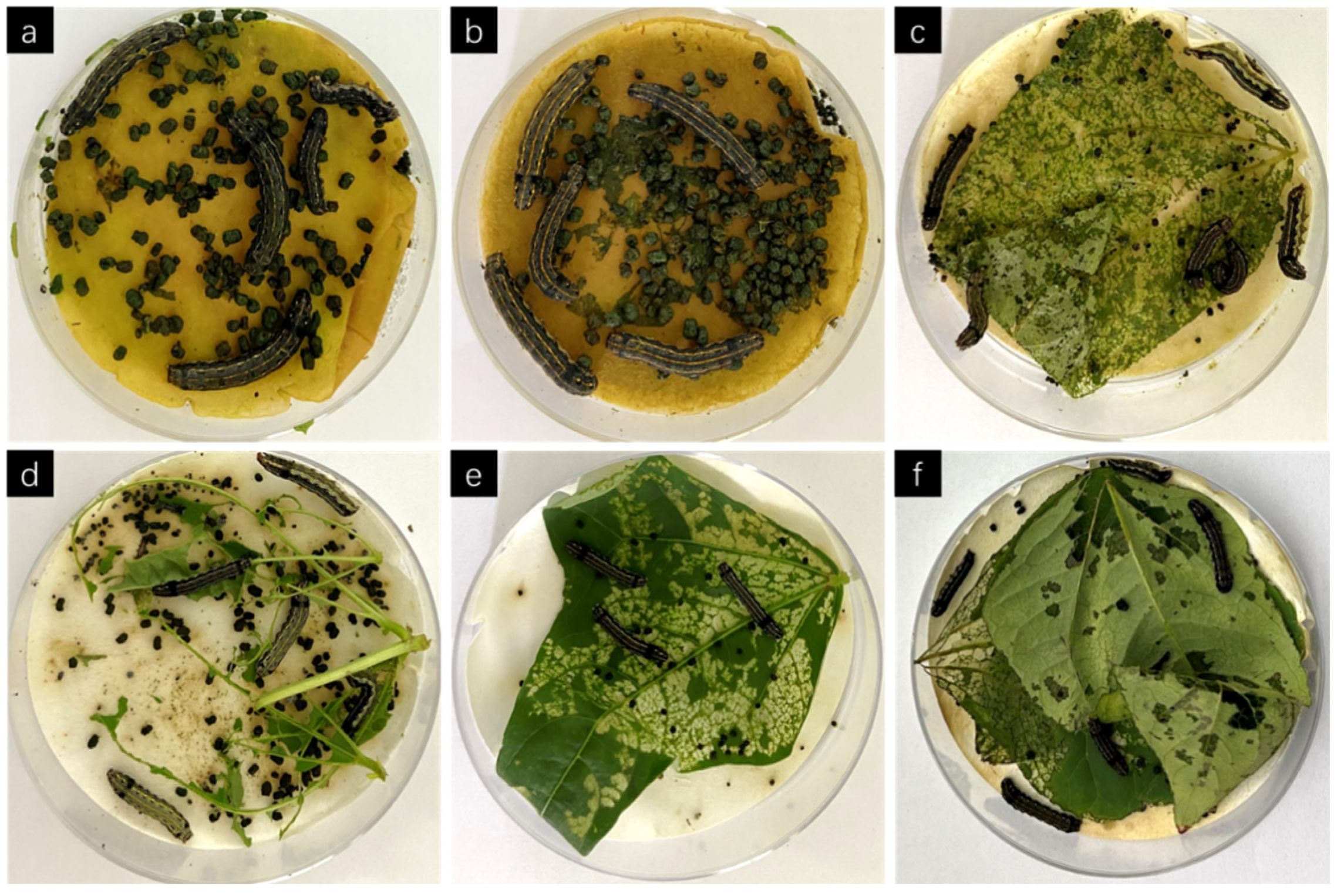 Agronomy 13 00502 g004 Agronomy 13 00502 g004