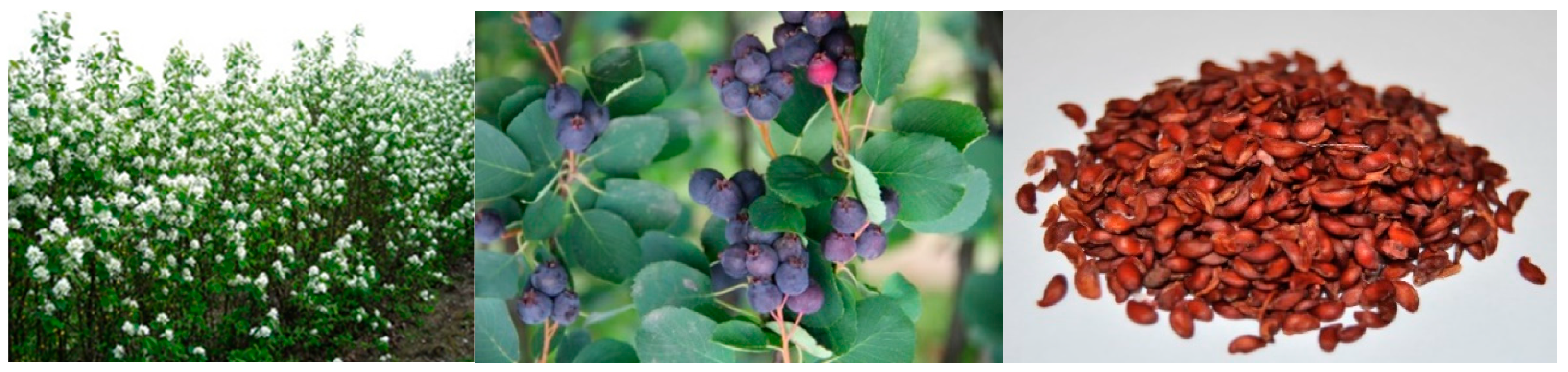 Agronomy 13 00520 g001 Agronomy 13 00520 g001