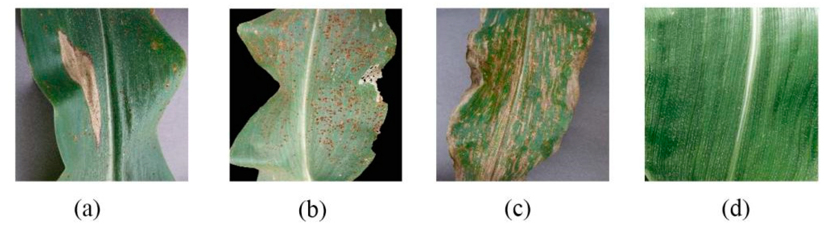 Agronomy 13 00521 g001 550