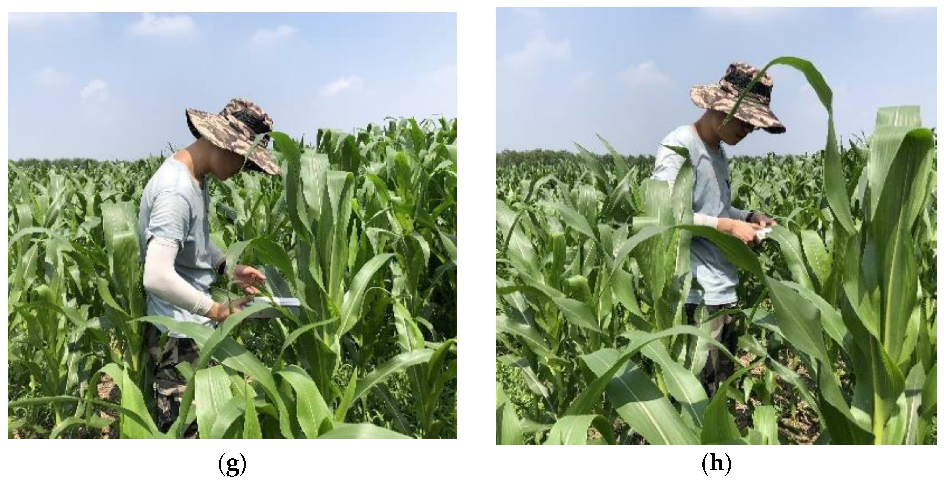 Agronomy 13 00532 g002b 550