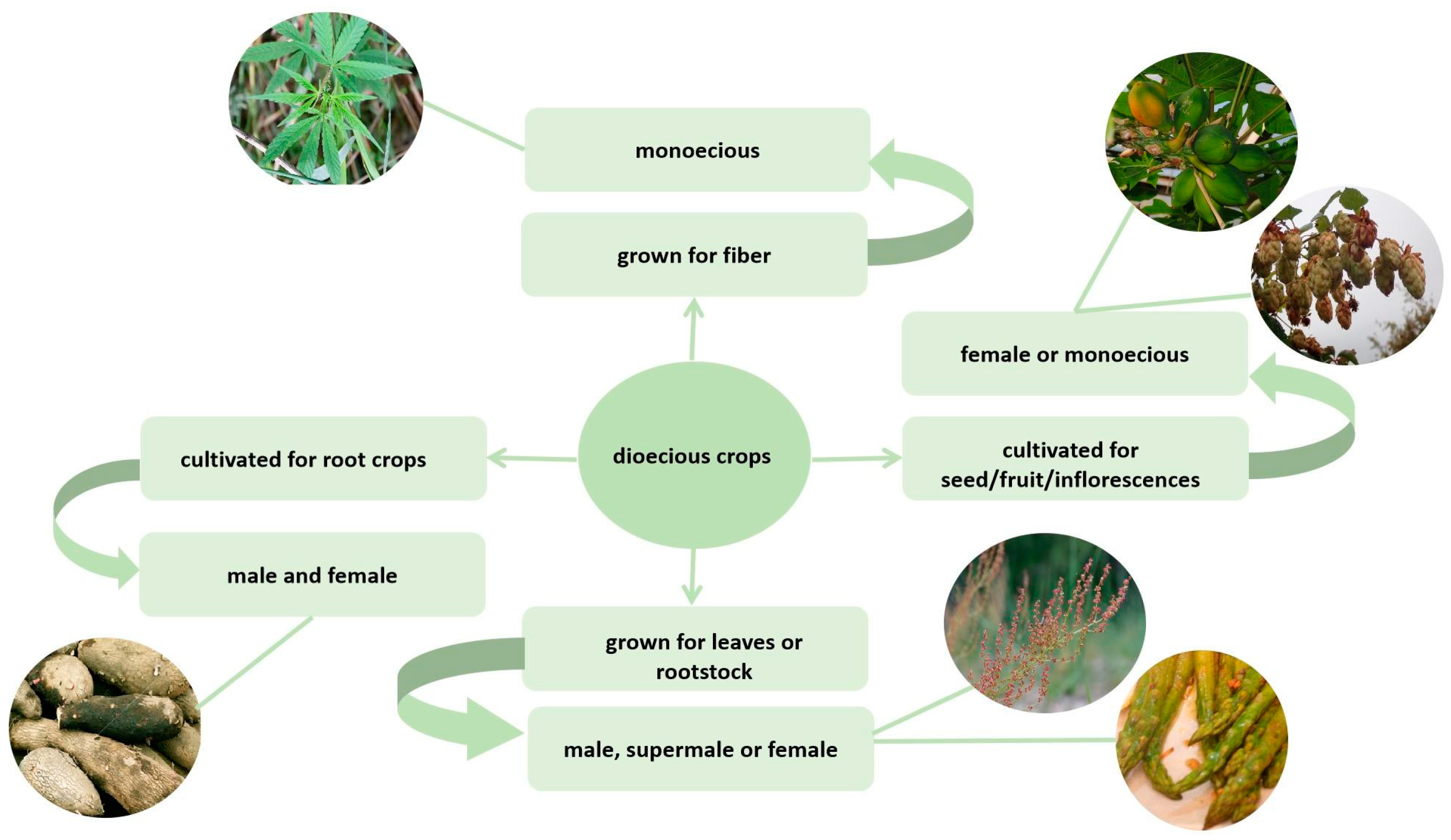 Agronomy Free Full-Text Sex Chromosomes and Sex Determination in Dioecious Agricultural Plants picture