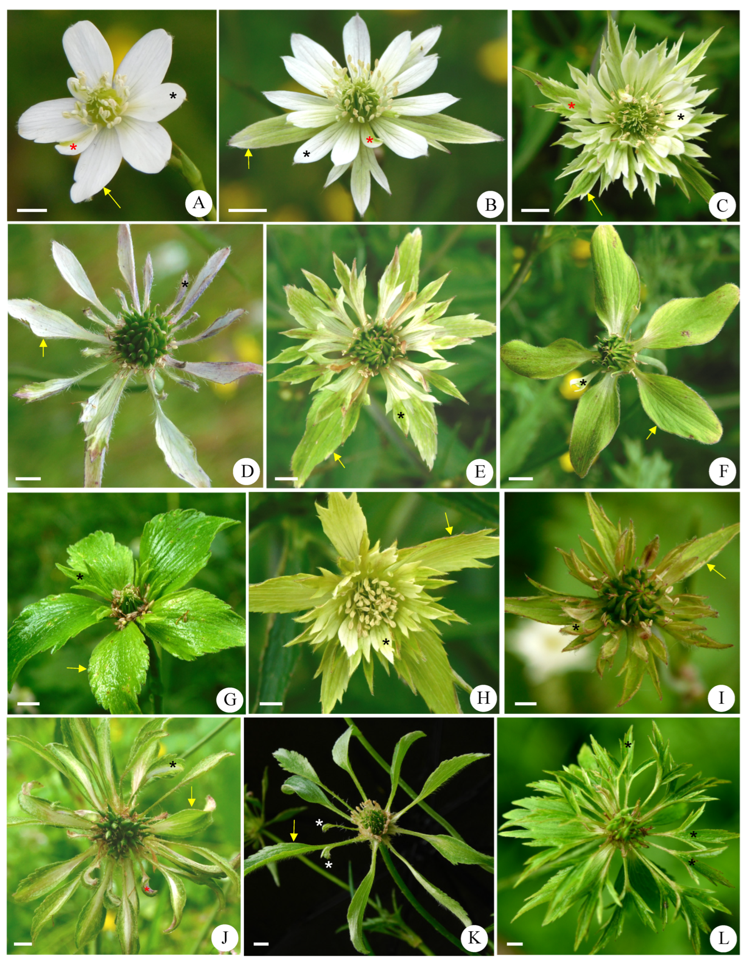 Agronomy 13 00554 g002