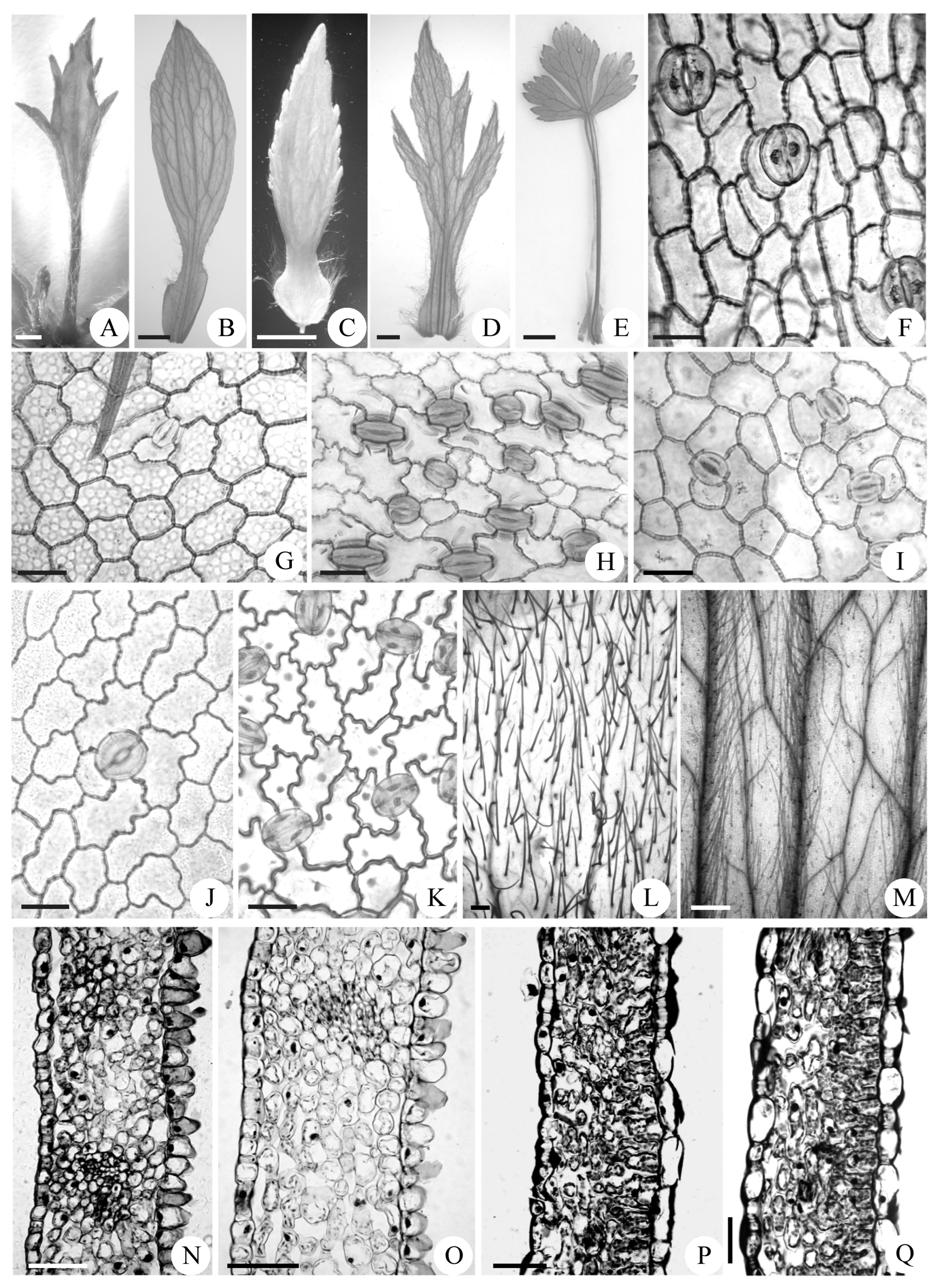 Agronomy 13 00554 g004
