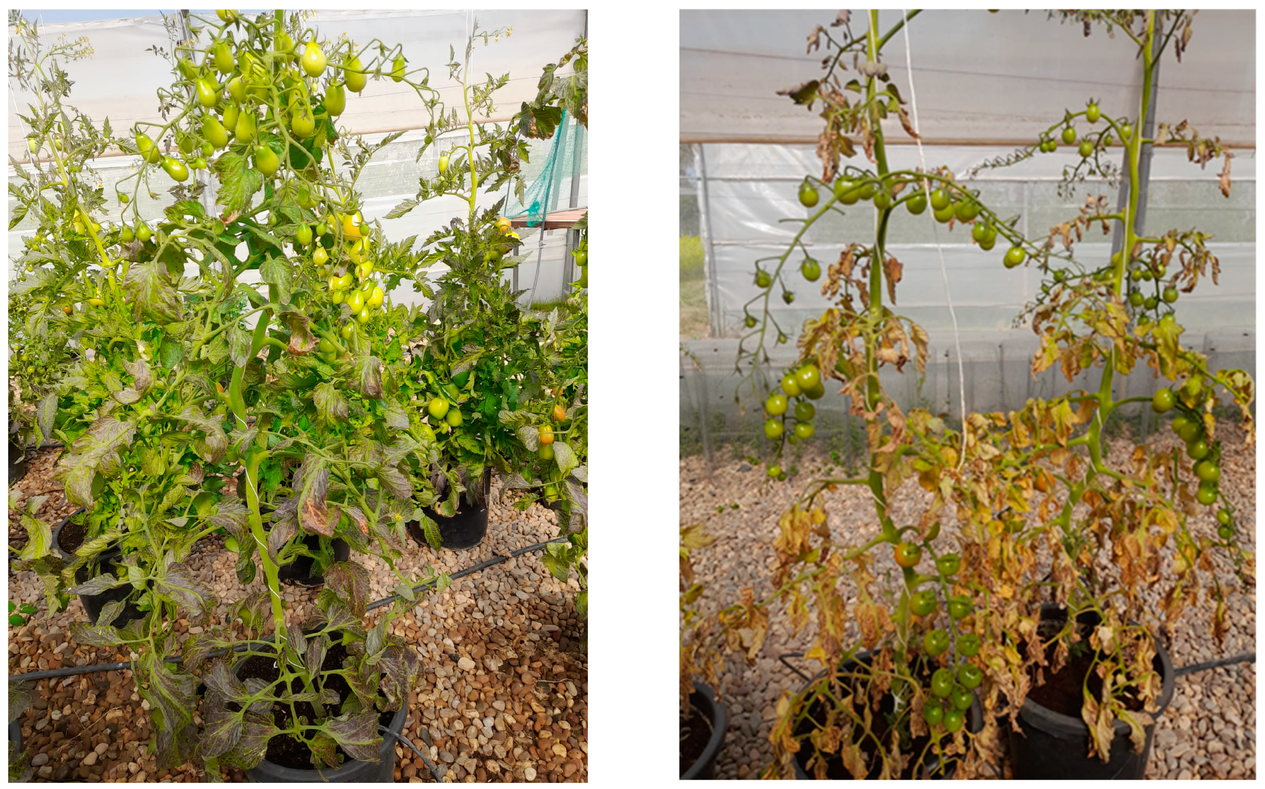 Agronomy 13 00563 sch001 Agronomy 13 00563 sch001