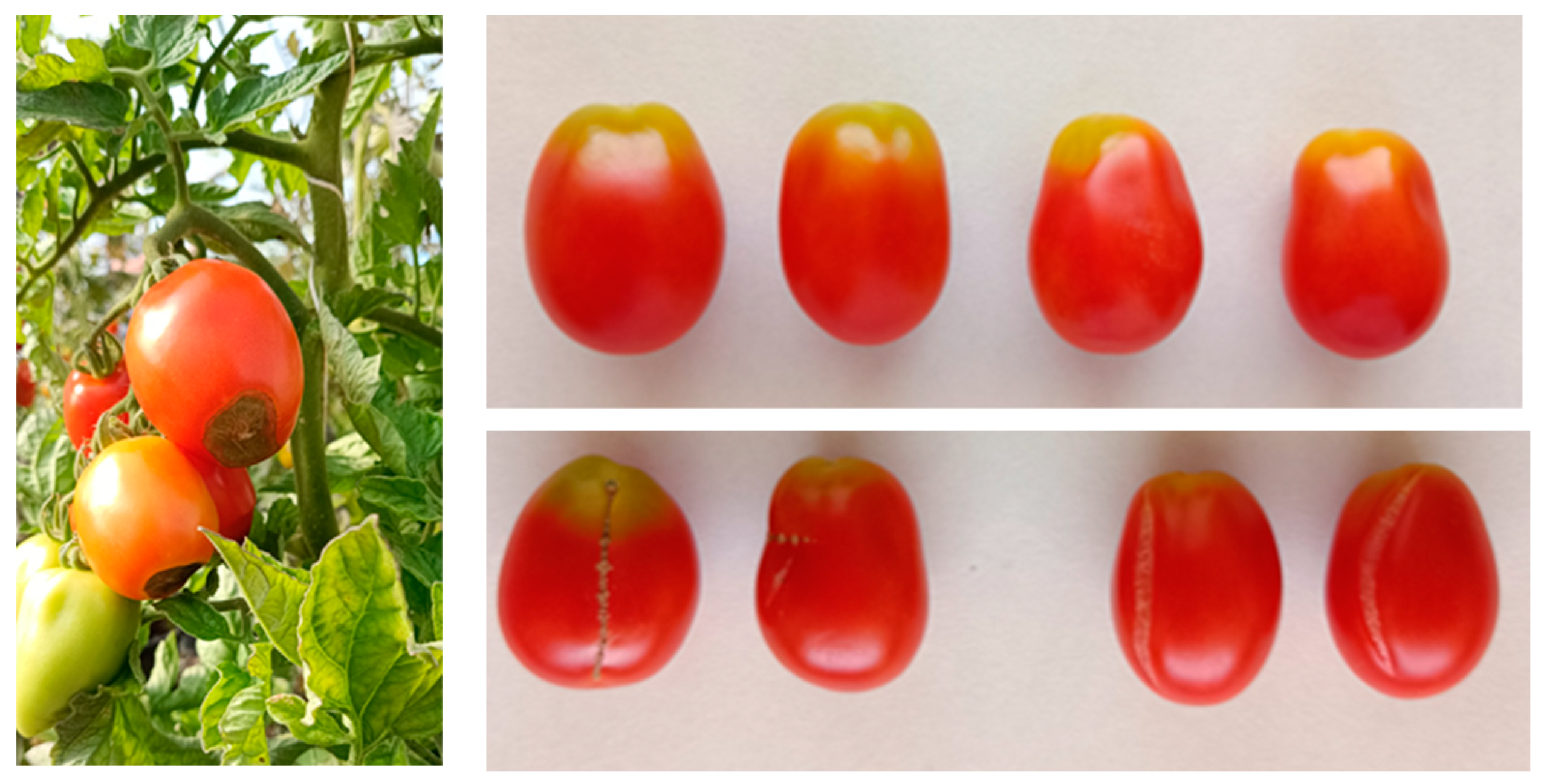 Agronomy 13 00563 sch002 Agronomy 13 00563 sch002