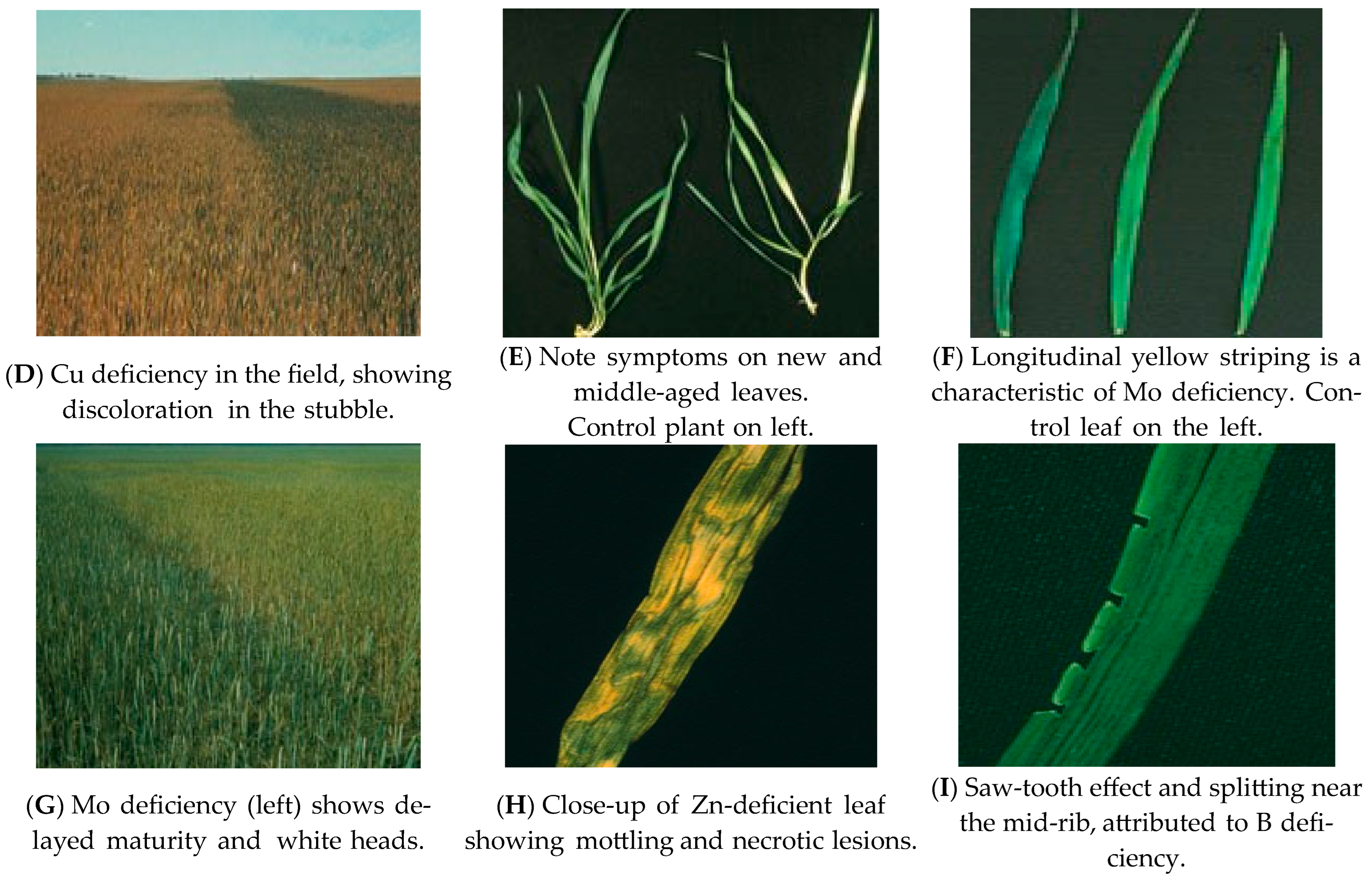 Agronomy 13 00566 g001b Agronomy 13 00566 g001b