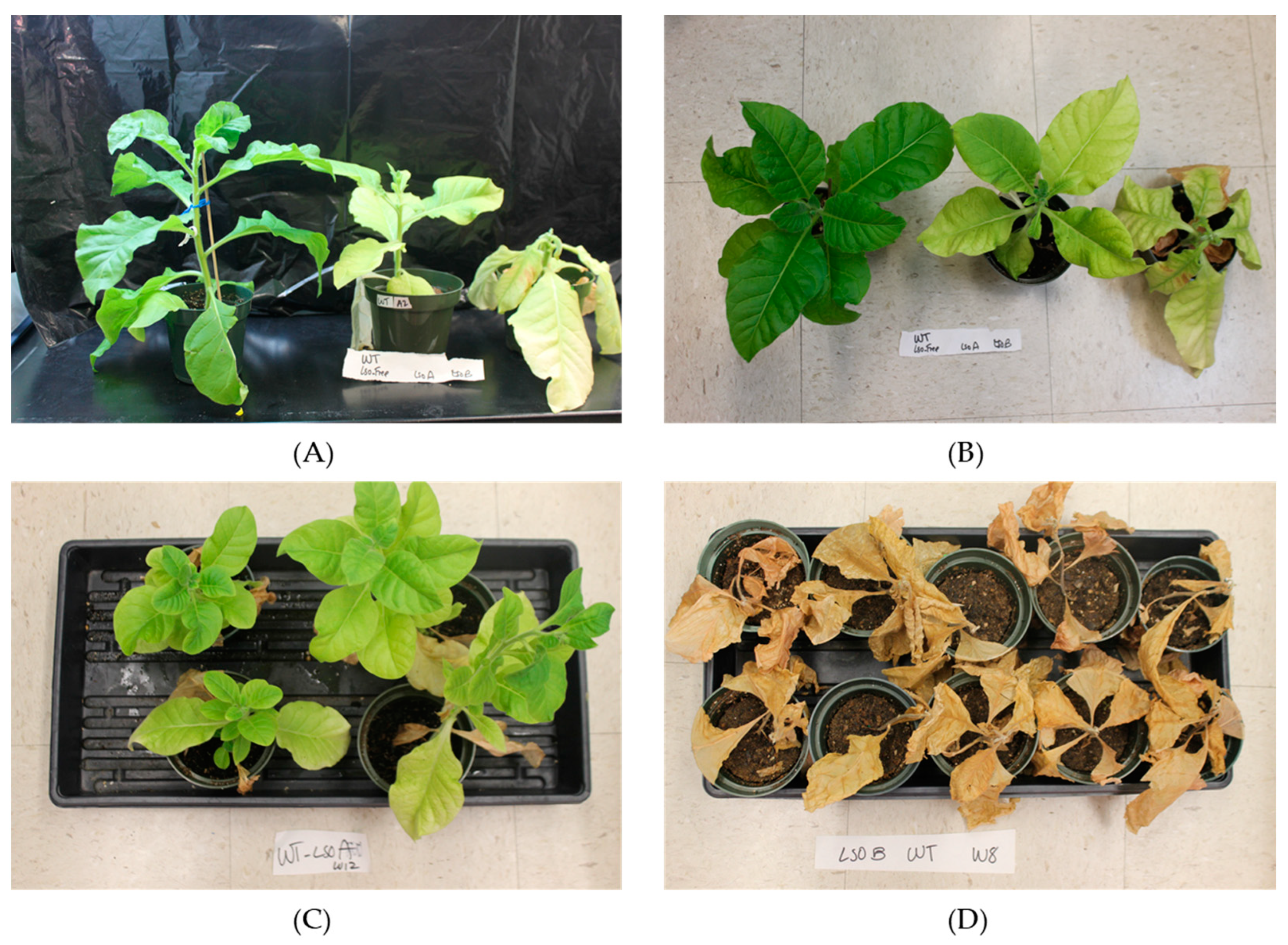 Agronomy 13 00569 g001 Agronomy 13 00569 g001