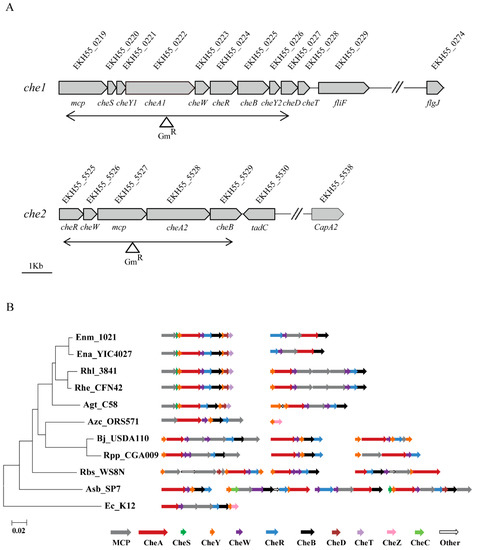 テスト The Two Chemotaxis Gene Clusters of Ensifer alkalisoli
