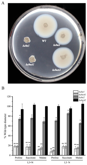 The Two Chemotaxis Gene Clusters of Ensifer alkalisoli The Two Chemotaxis Gene Clusters of Ensifer alkalisoli