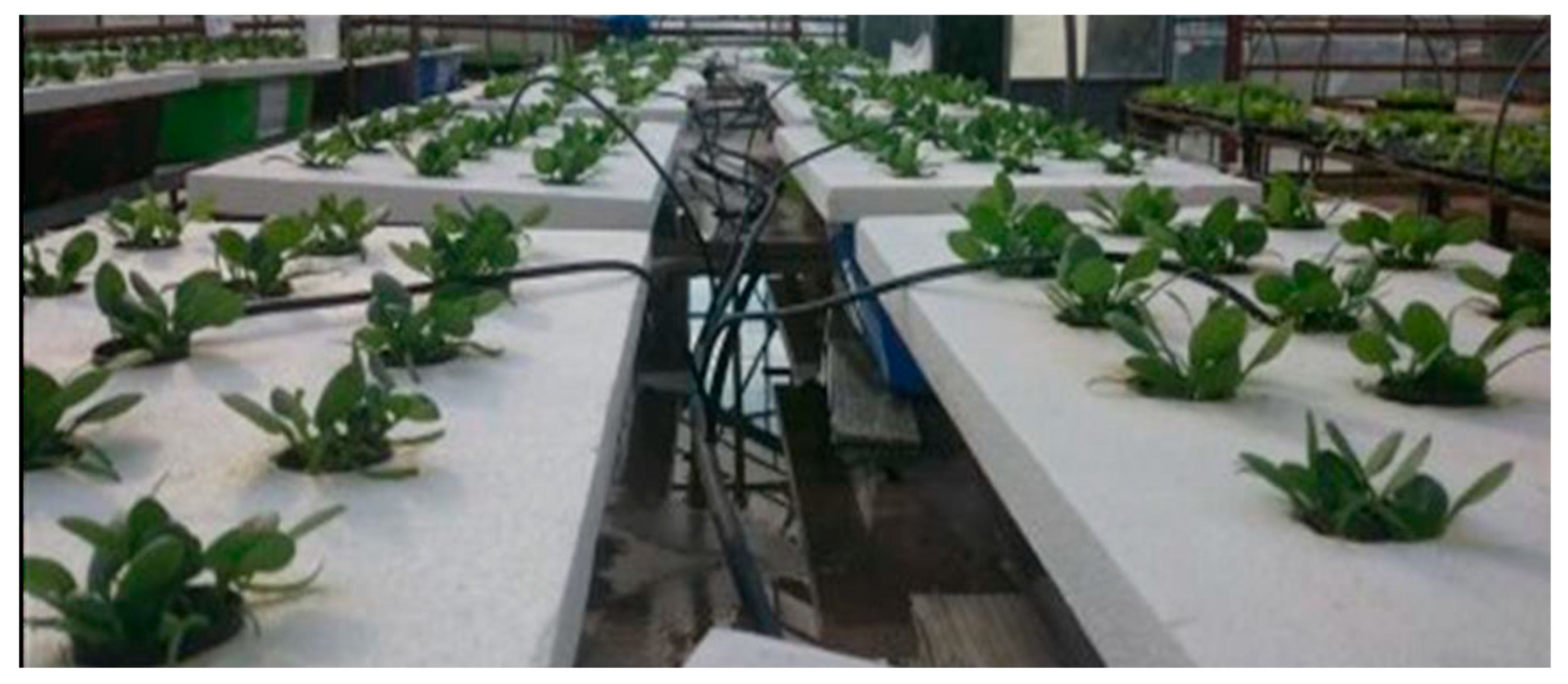 Agronomy 13 00575 g001 Agronomy 13 00575 g001