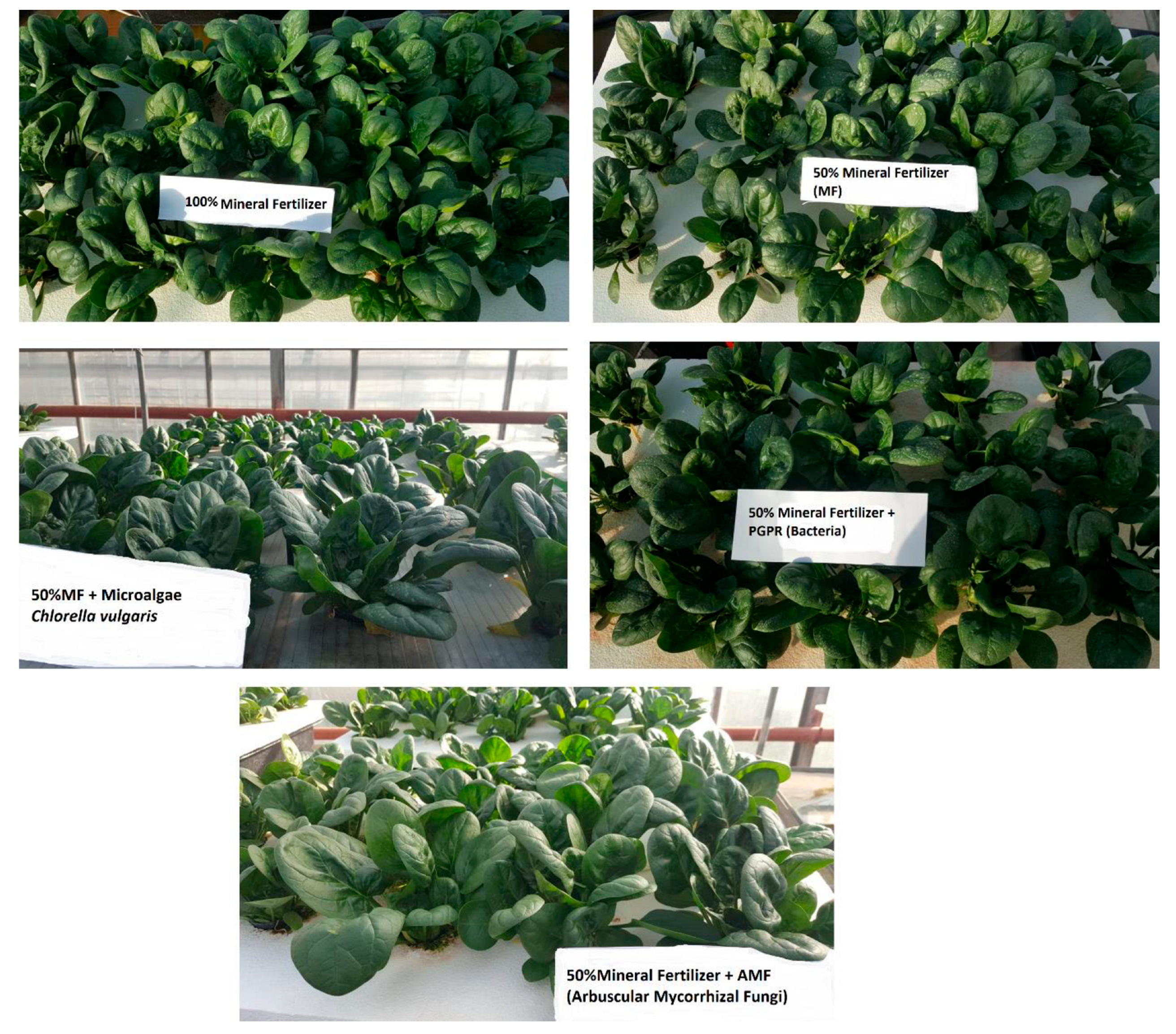 Agronomy 13 00575 g003 Agronomy 13 00575 g003