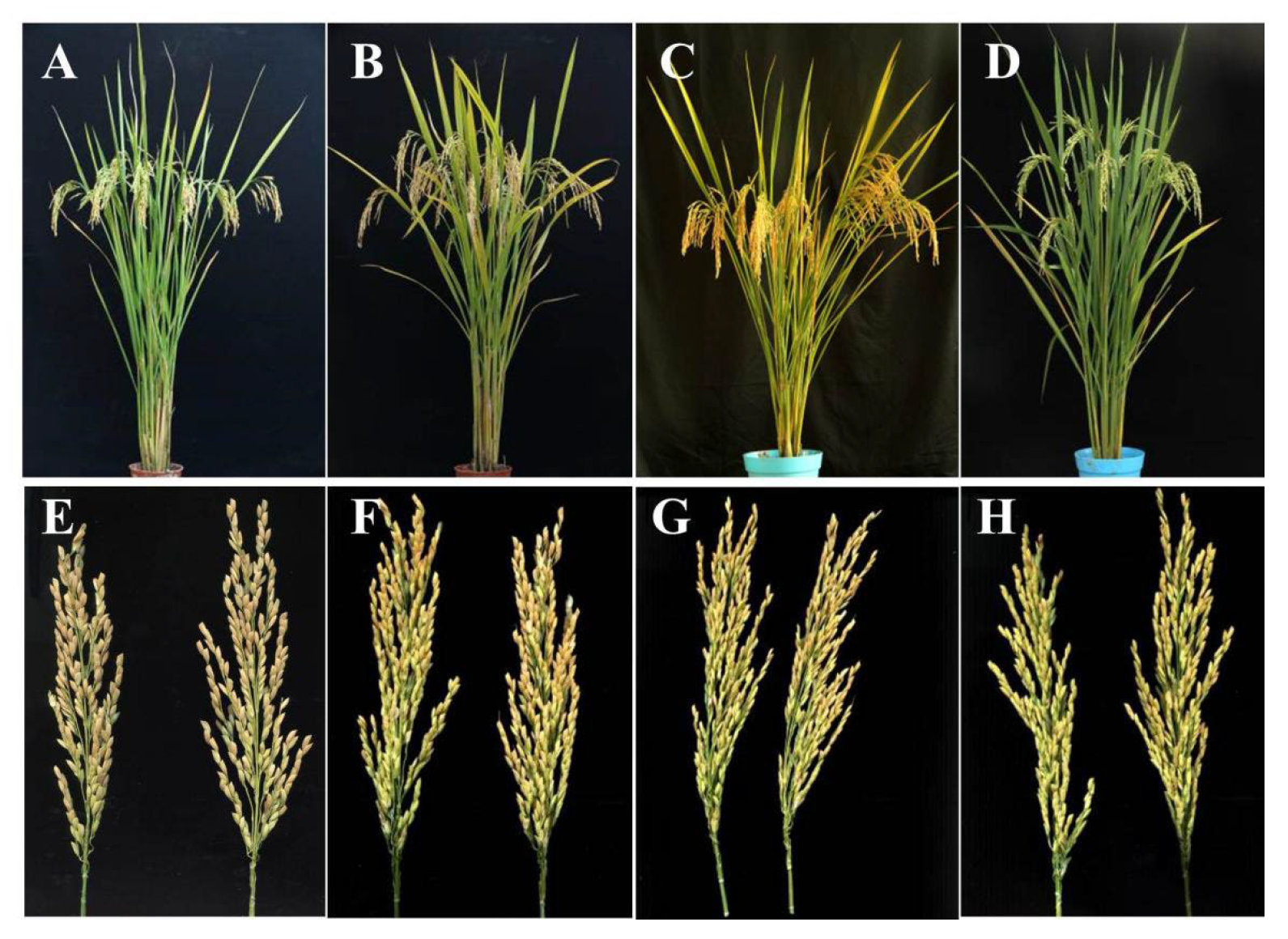 Agronomy 13 00589 g001 Agronomy 13 00589 g001