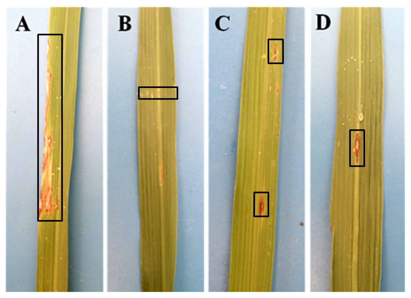 Agronomy 13 00589 g004 Agronomy 13 00589 g004