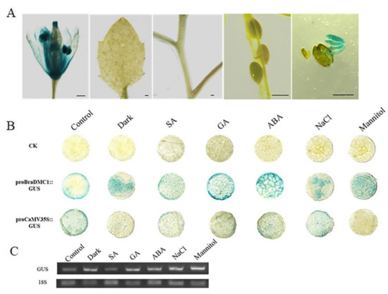 BrDMC1, a Recombinase Gene, Is Involved in Seed Germination