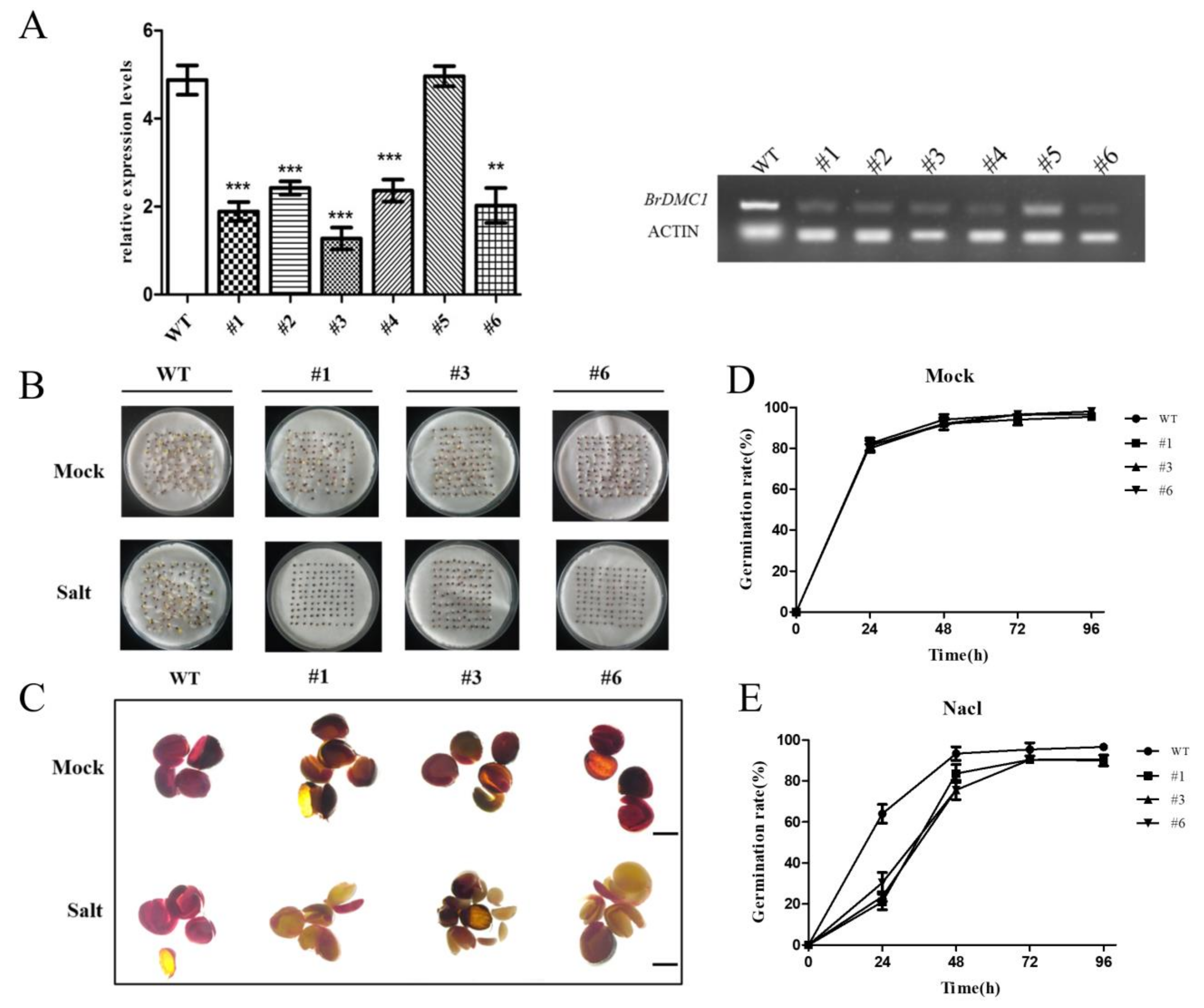 Agronomy 13 00595 g005 Agronomy 13 00595 g005