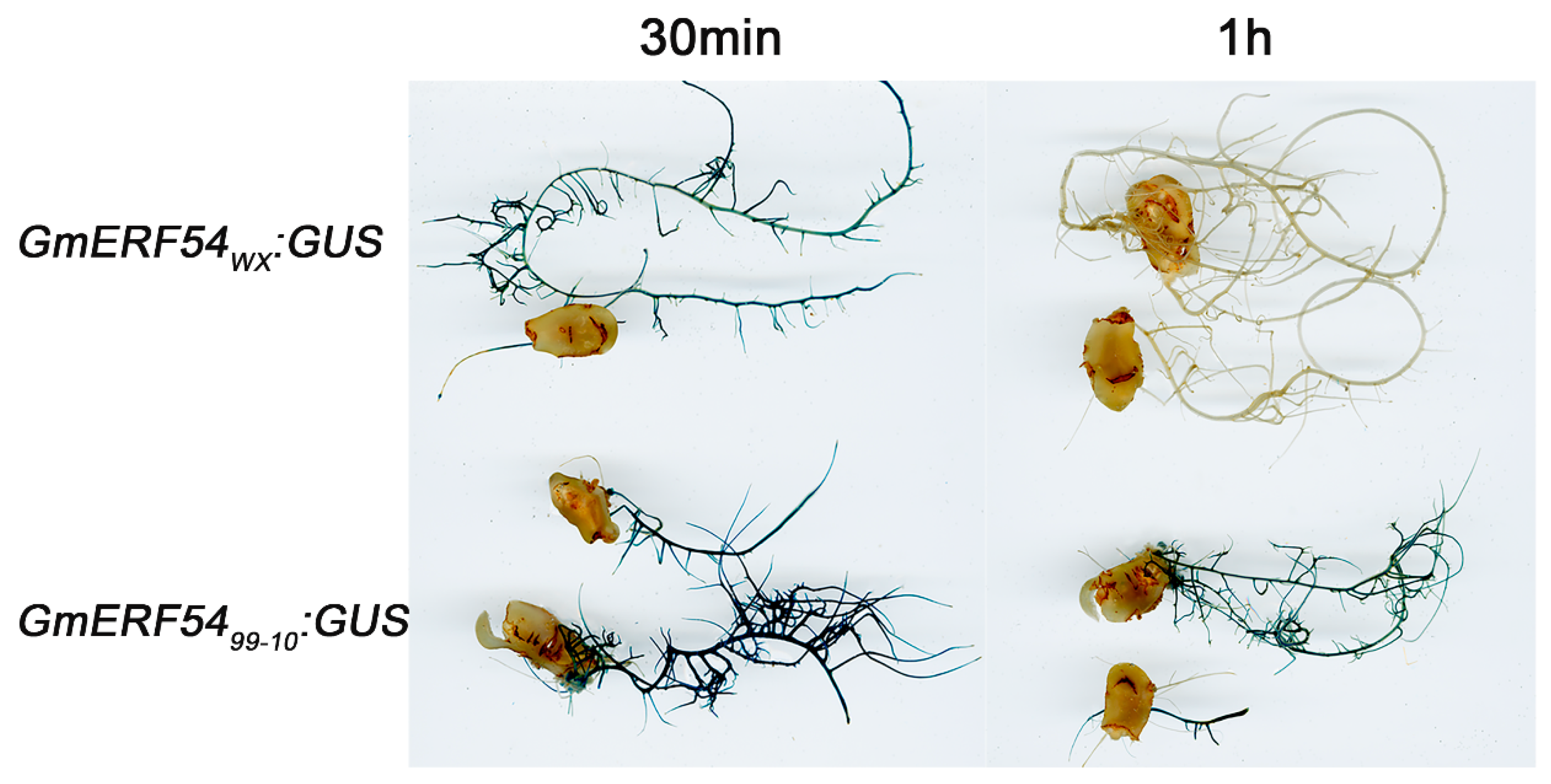 Frontiers | Oocytes could rearrange immunoglobulin