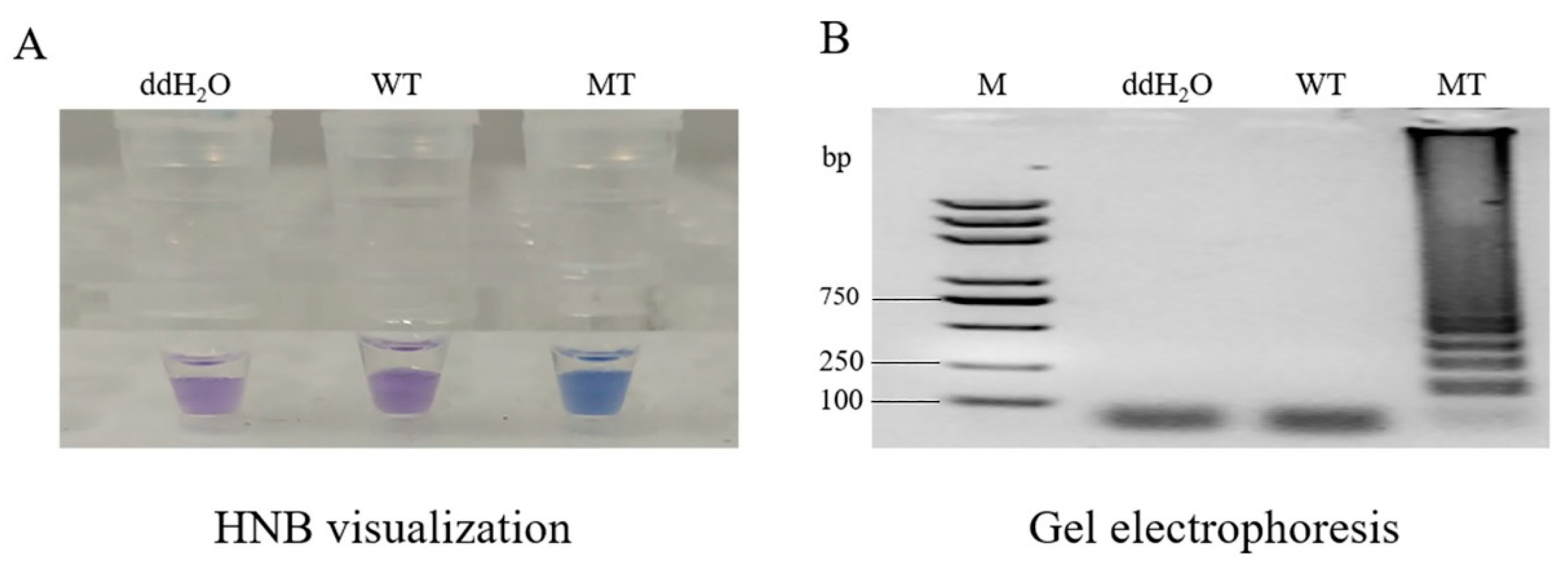 Agronomy 13 00601 g004