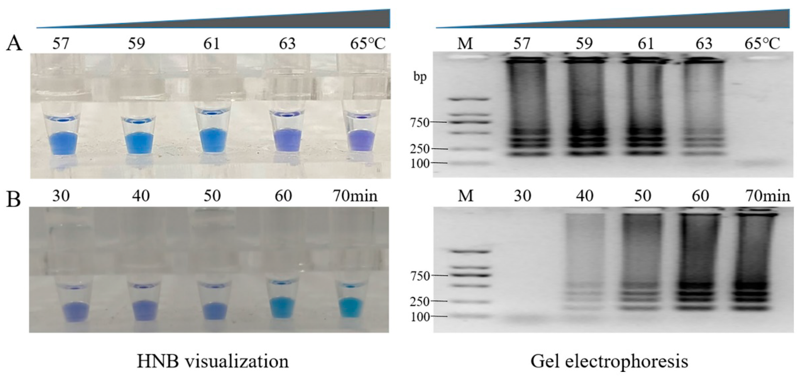Agronomy 13 00601 g007
