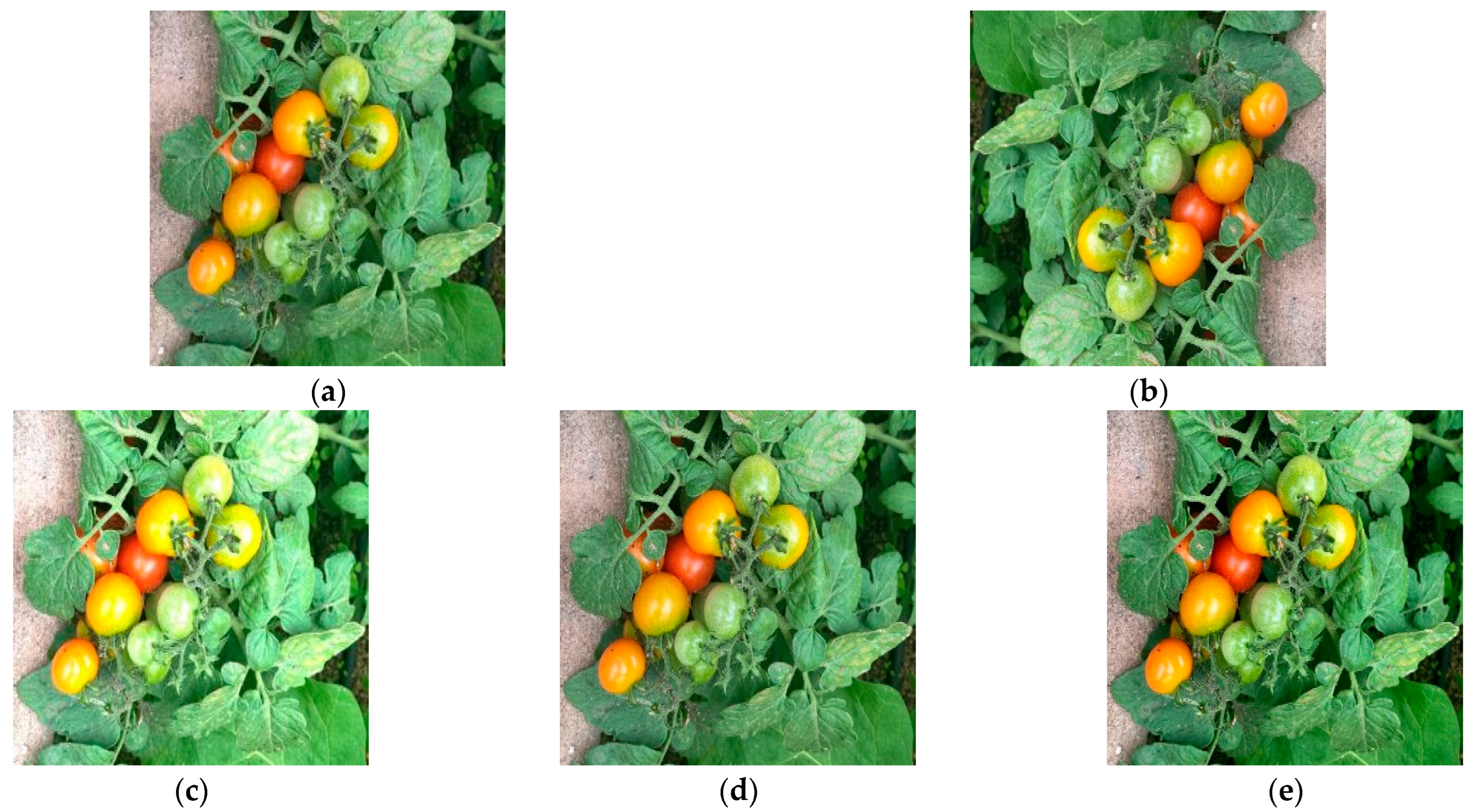 Agronomy 13 00603 g003