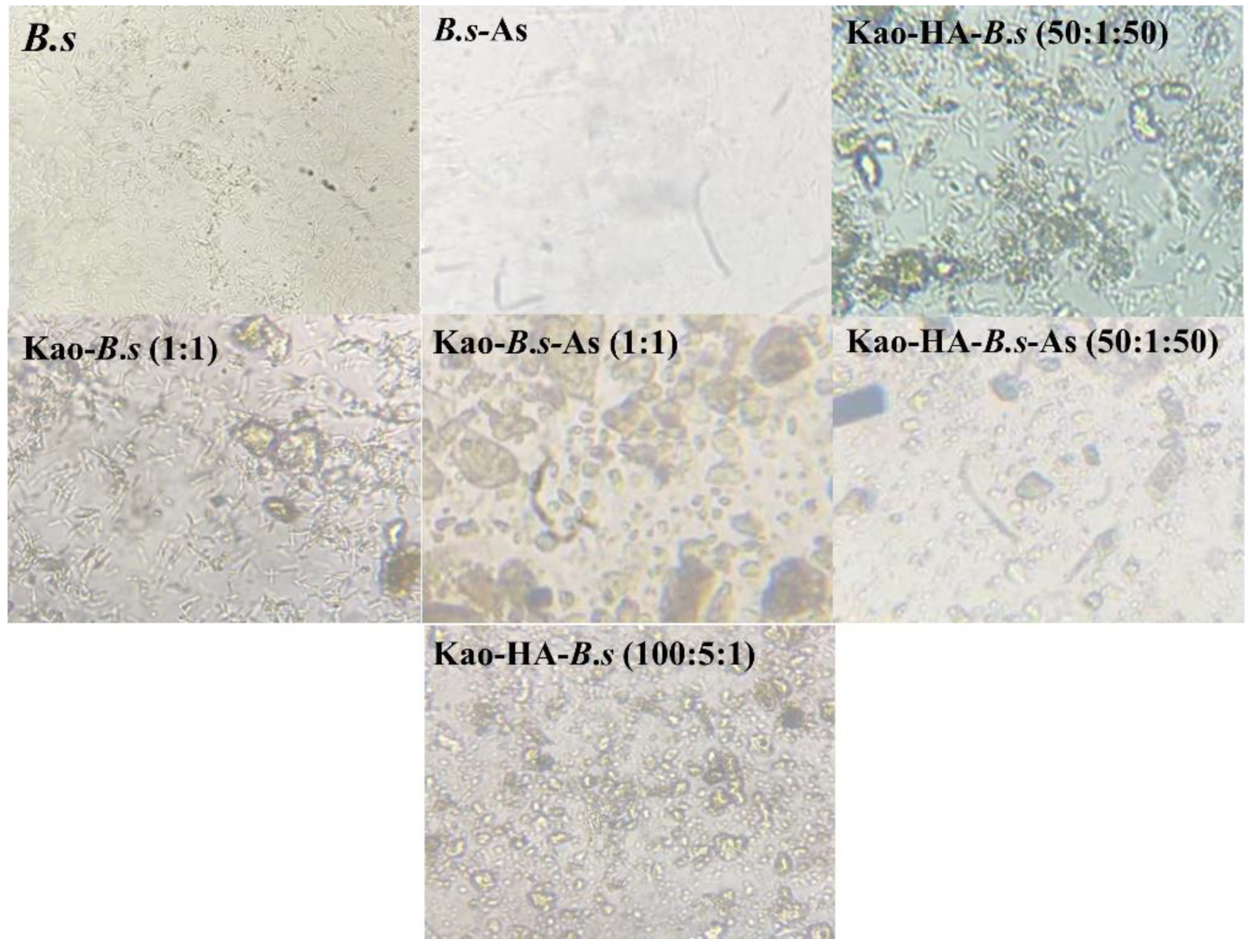 Agronomy 13 00611 g008
