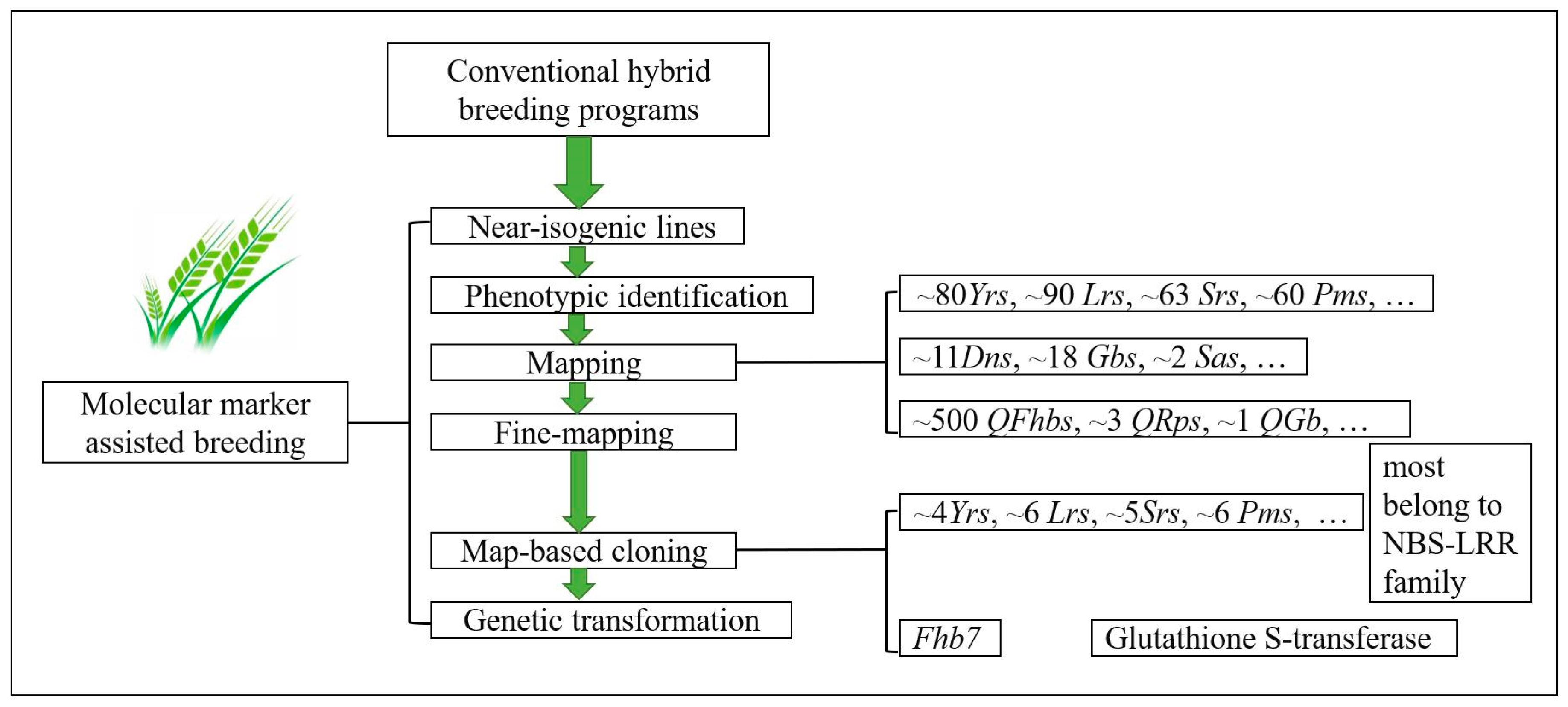 Agronomy 13 00628 g001 Agronomy 13 00628 g001