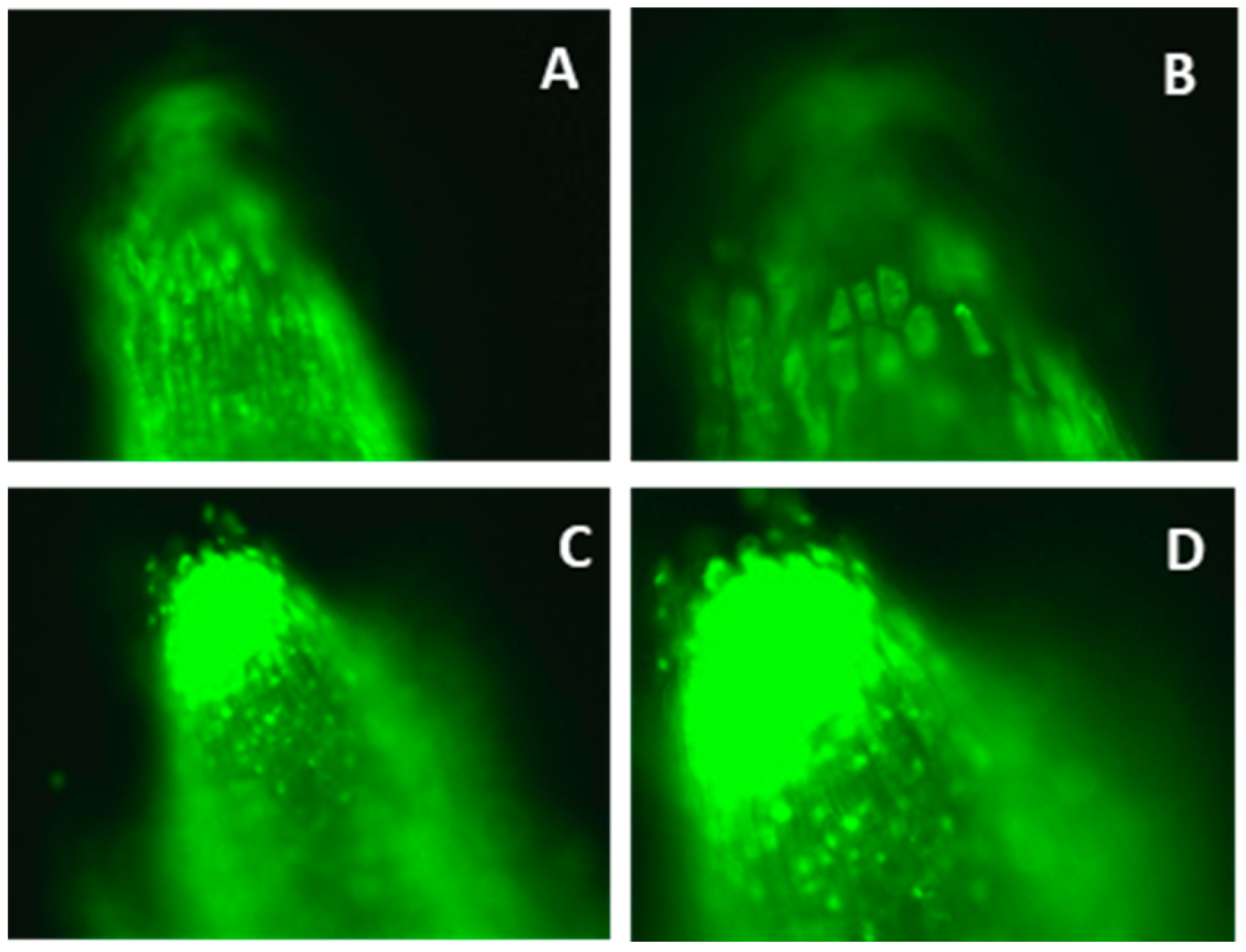 Agronomy 13 00629 g002 Agronomy 13 00629 g002