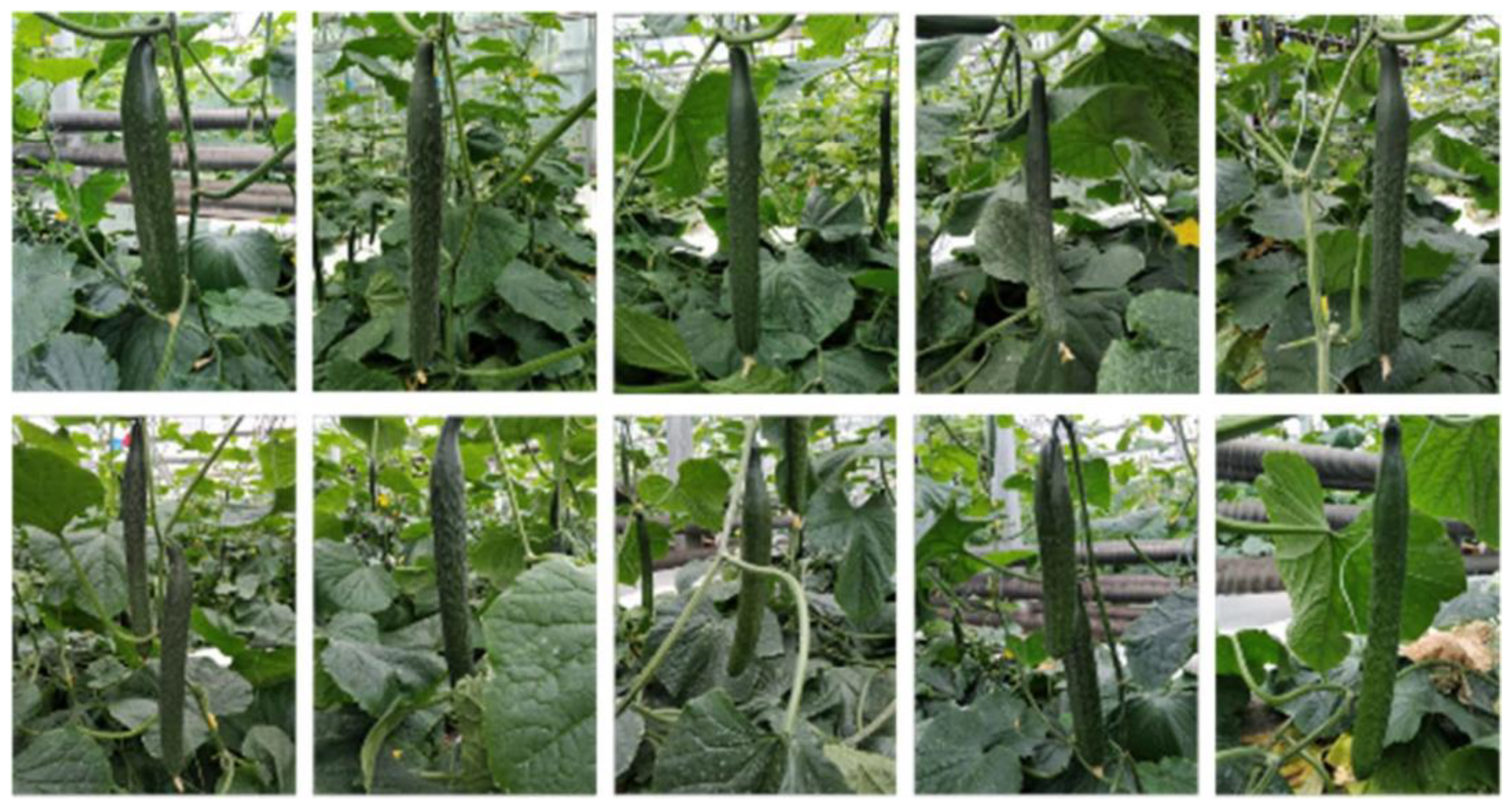 Agronomy 13 00639 g006