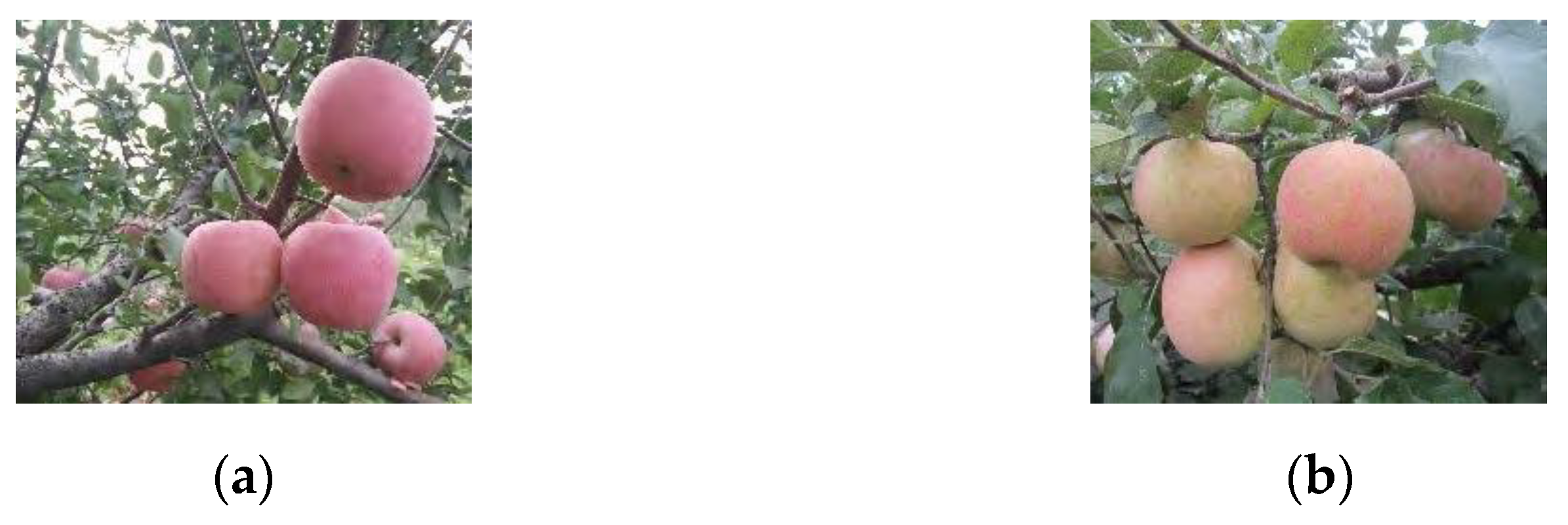 Agronomy 13 00639 g007