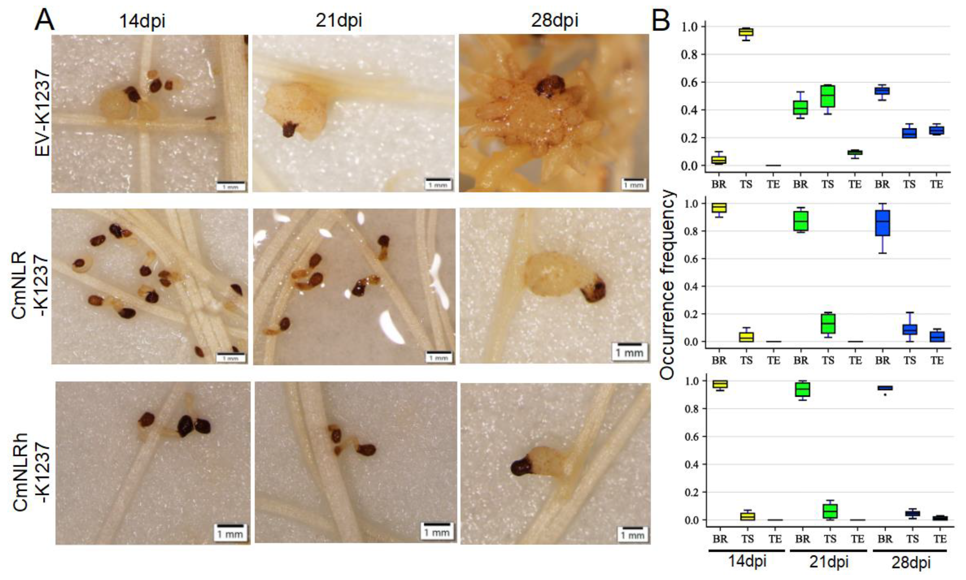 Agronomy 13 00644 g006 Agronomy 13 00644 g006