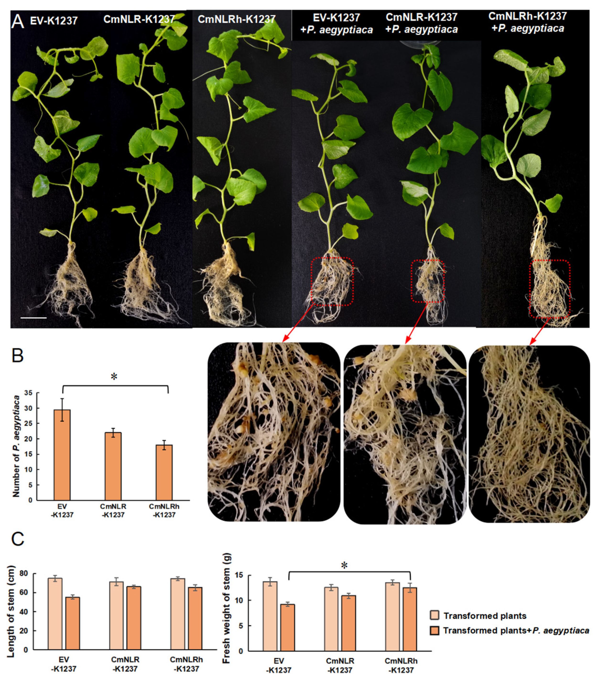Agronomy 13 00644 g008 Agronomy 13 00644 g008