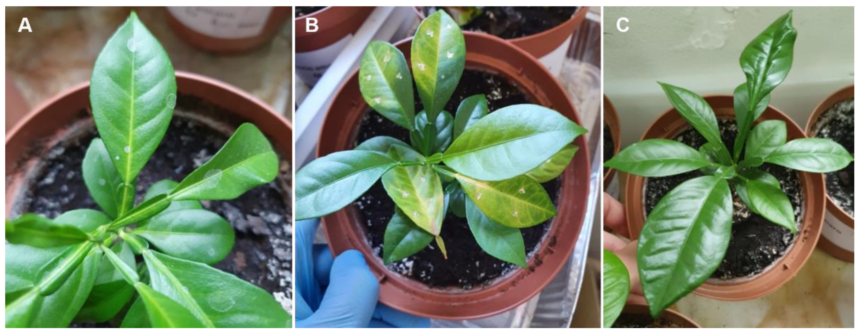 Agronomy 13 00654 g001 Agronomy 13 00654 g001