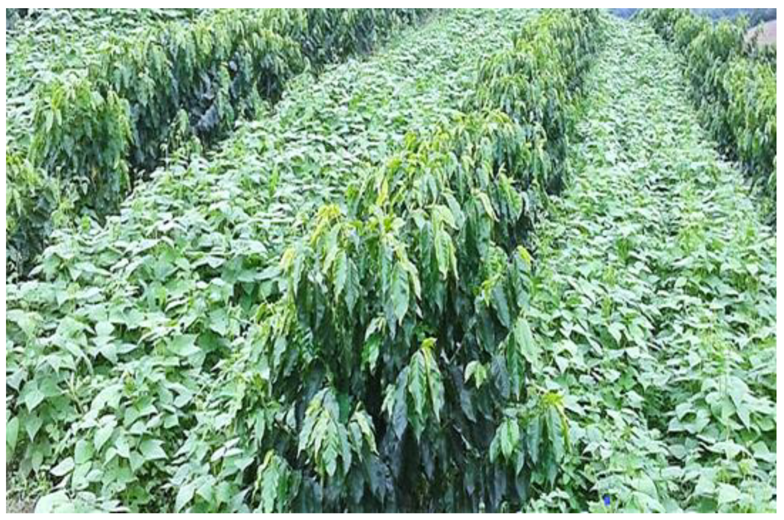 Agronomy 13 00655 g002