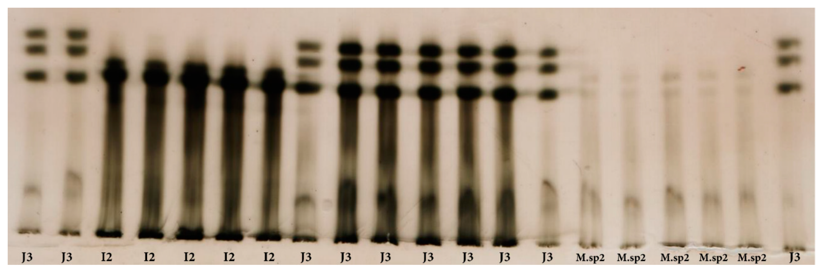 Agronomy 13 00670 g002