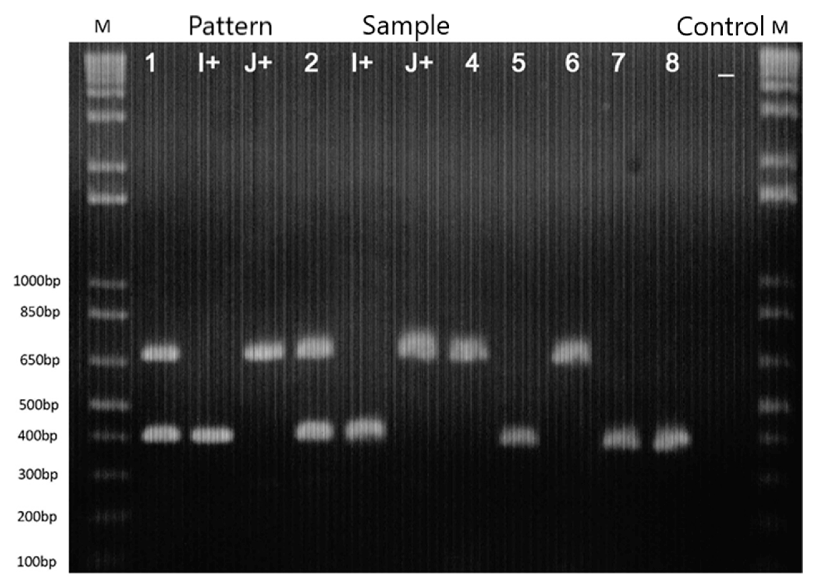 Agronomy 13 00670 g003