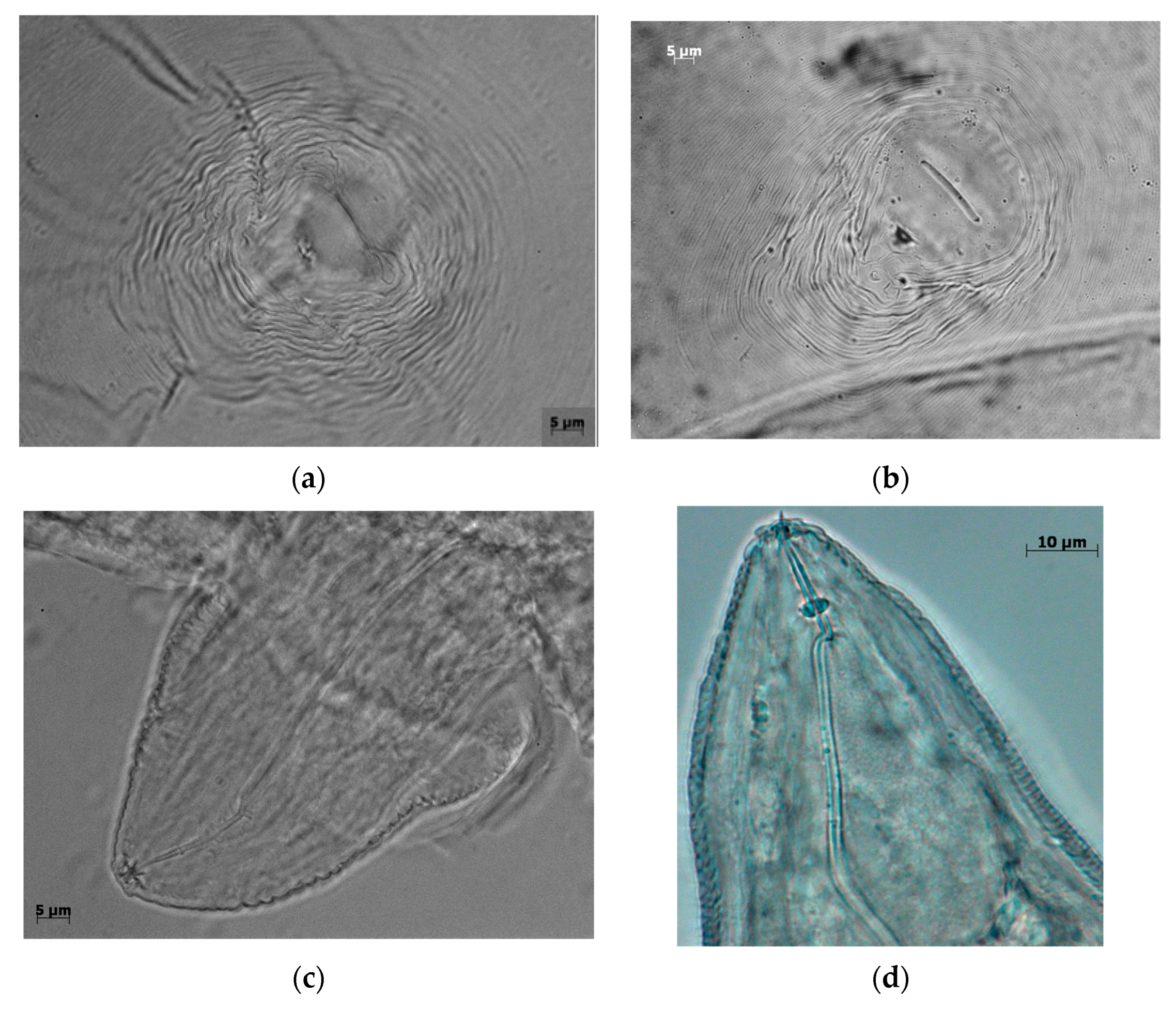 Agronomy 13 00670 g004