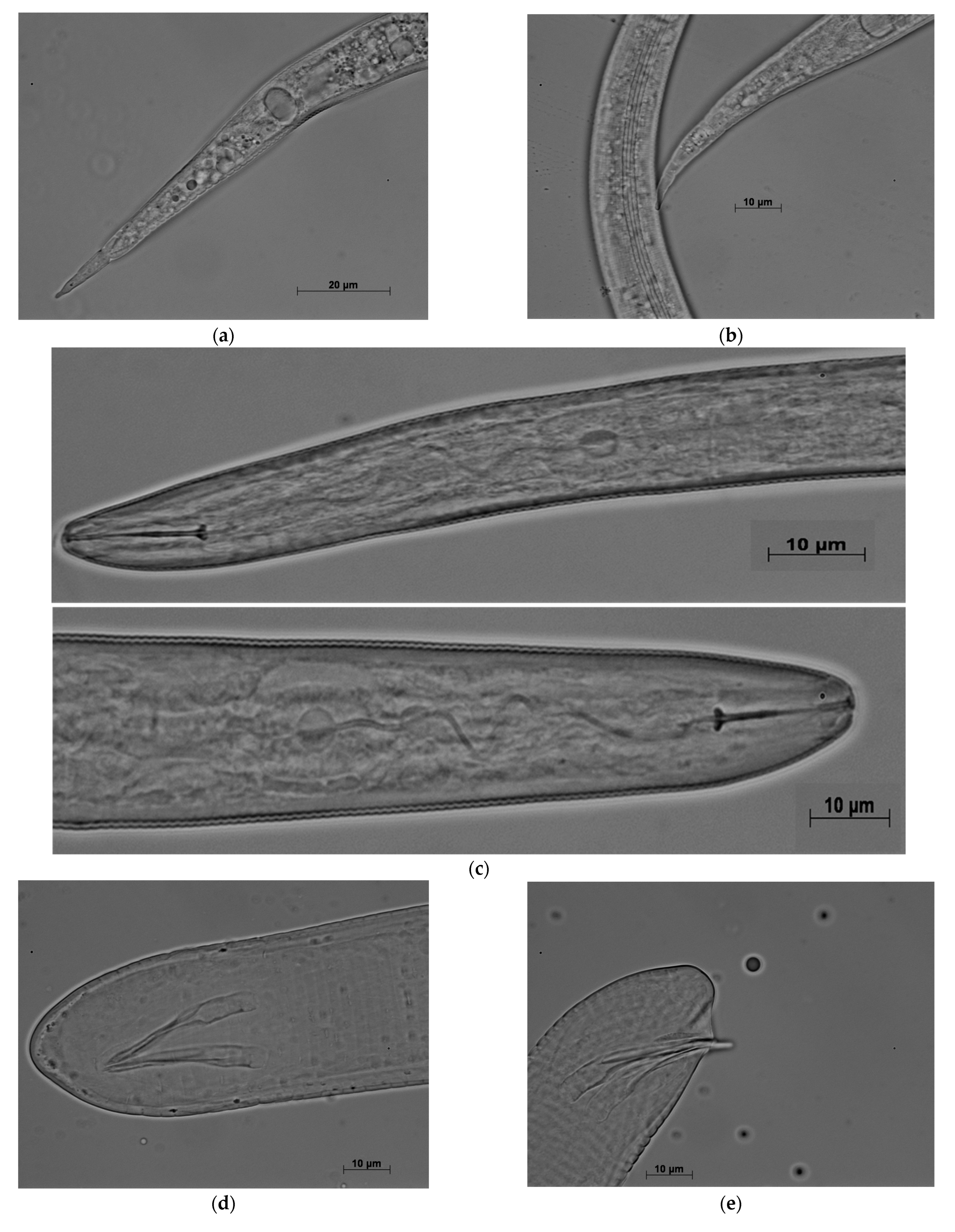 Agronomy 13 00670 g005a
