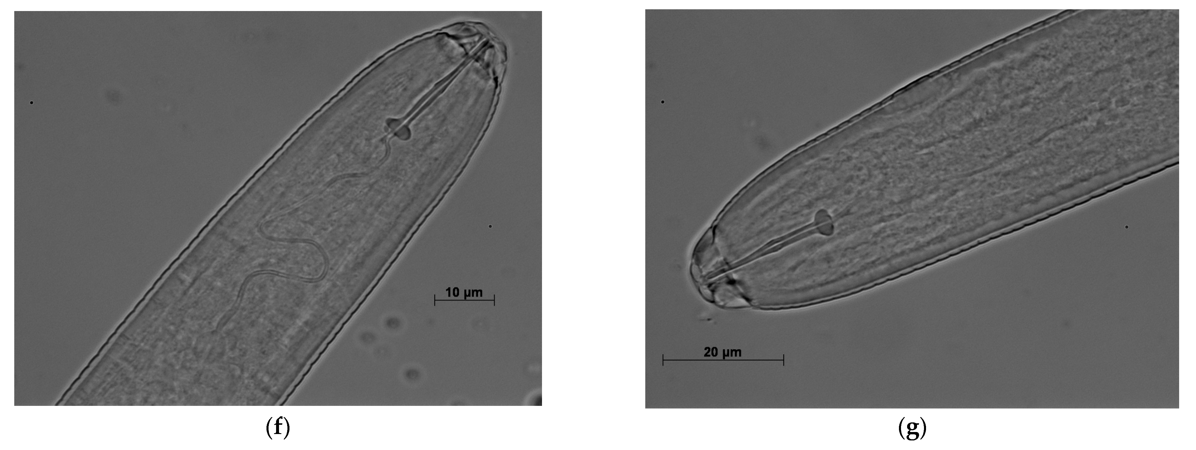 Agronomy 13 00670 g005b