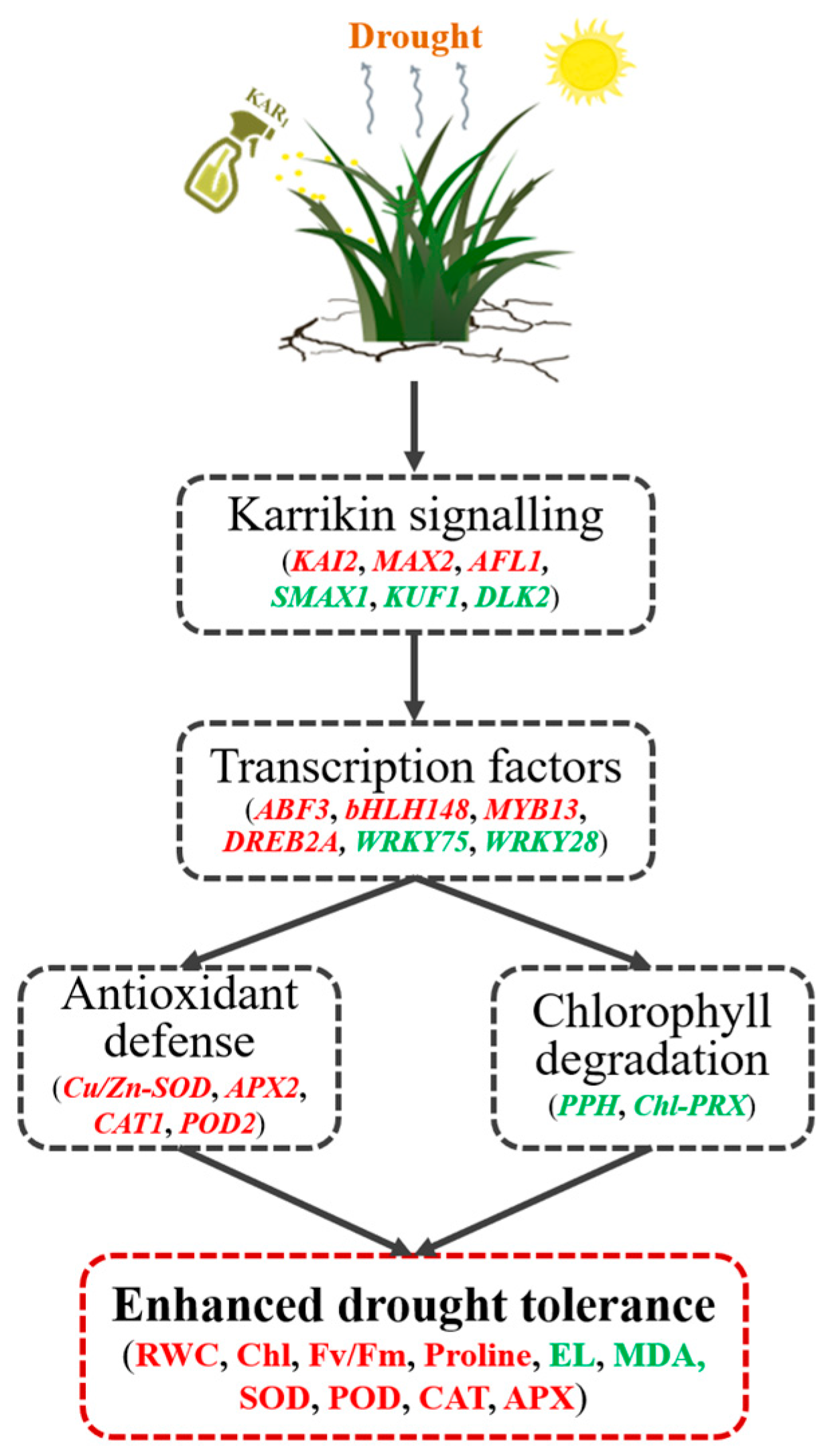 Agronomy 13 00675 g007
