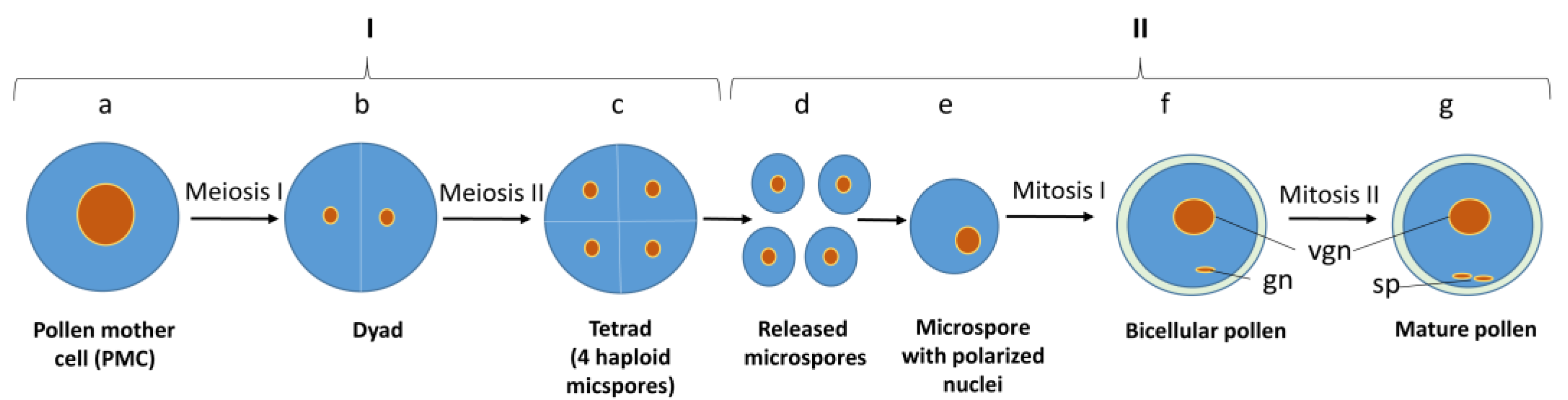 Agronomy 13 00676 g002