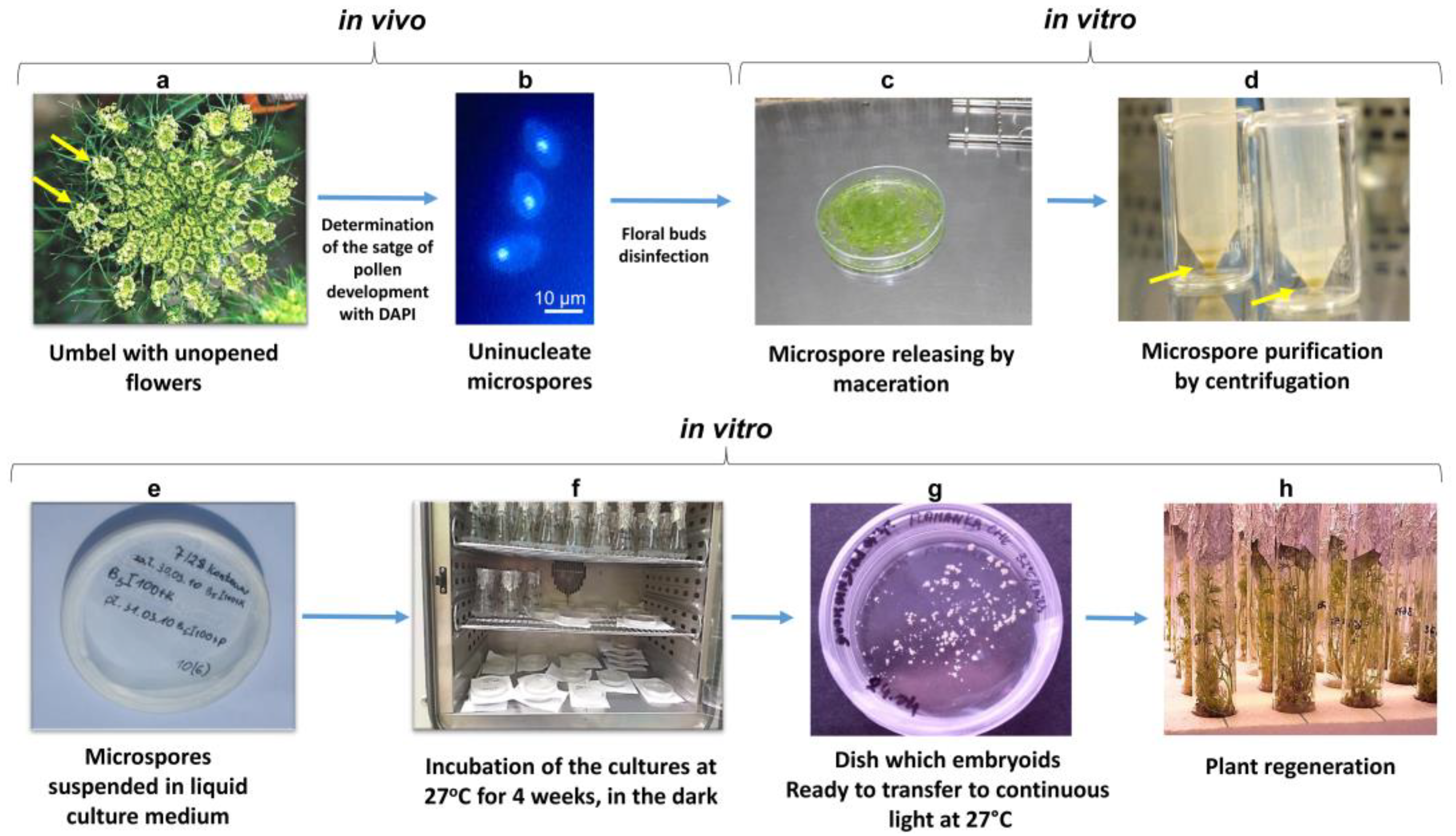 Agronomy 13 00676 g003
