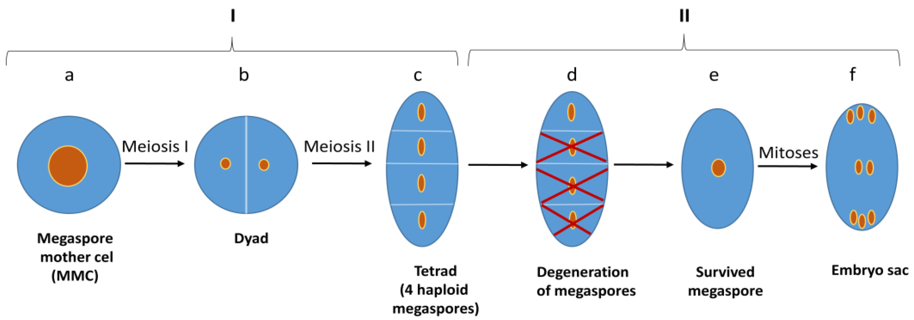 Agronomy 13 00676 g004