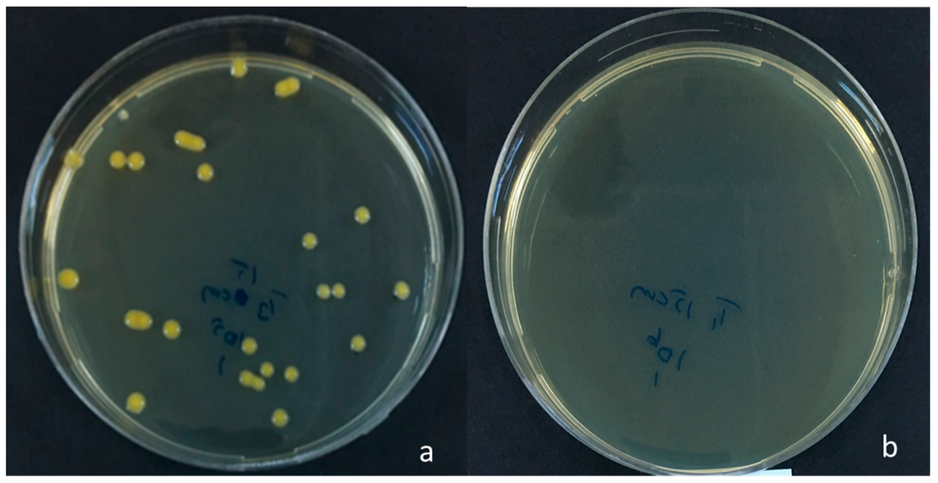 Agronomy 13 00677 g002